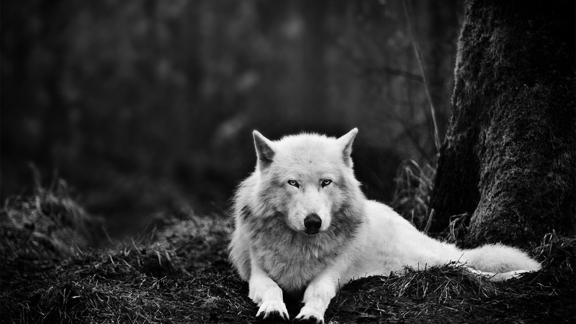 Wolf Wallpapers HD Download
