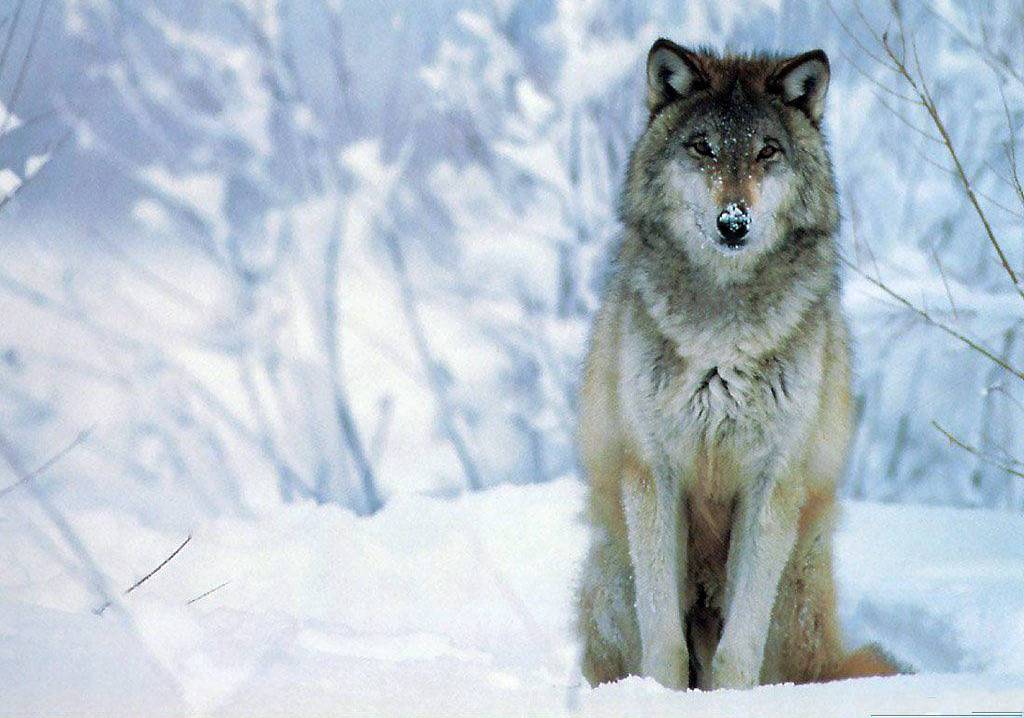 Wolf Desktop Backgrounds Pictures