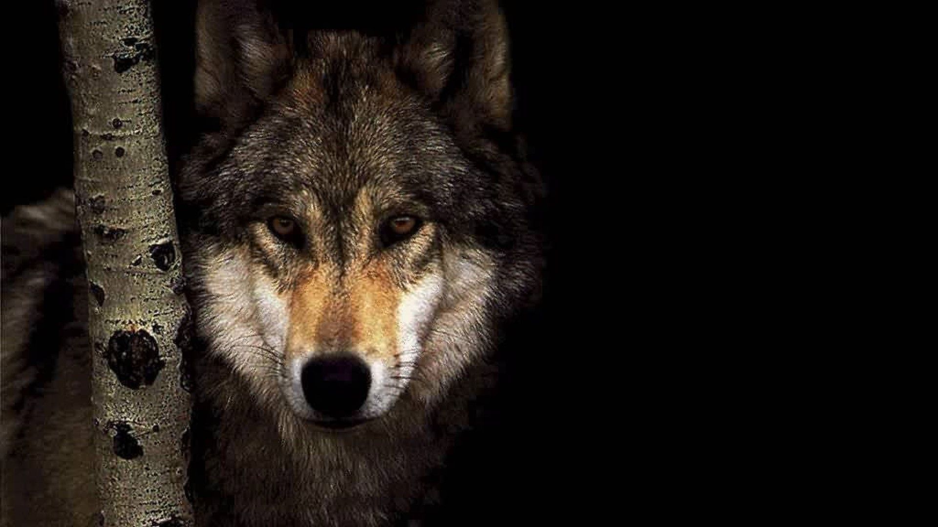 Wolf Wallpapers 1920x1080
