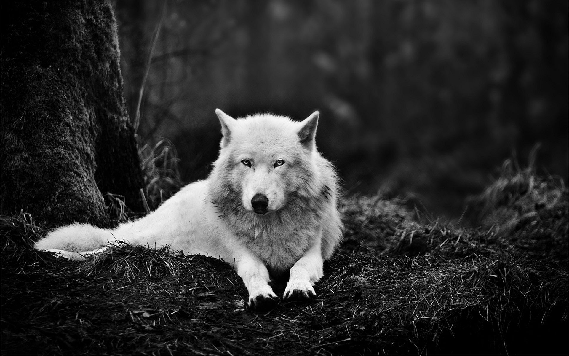Wolf Desktop Wallpapers - , New Wallpapers, New Backgrounds