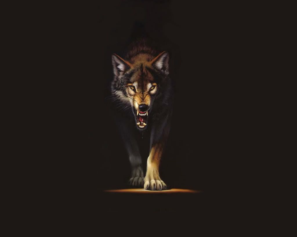 Black Wolf Backgrounds