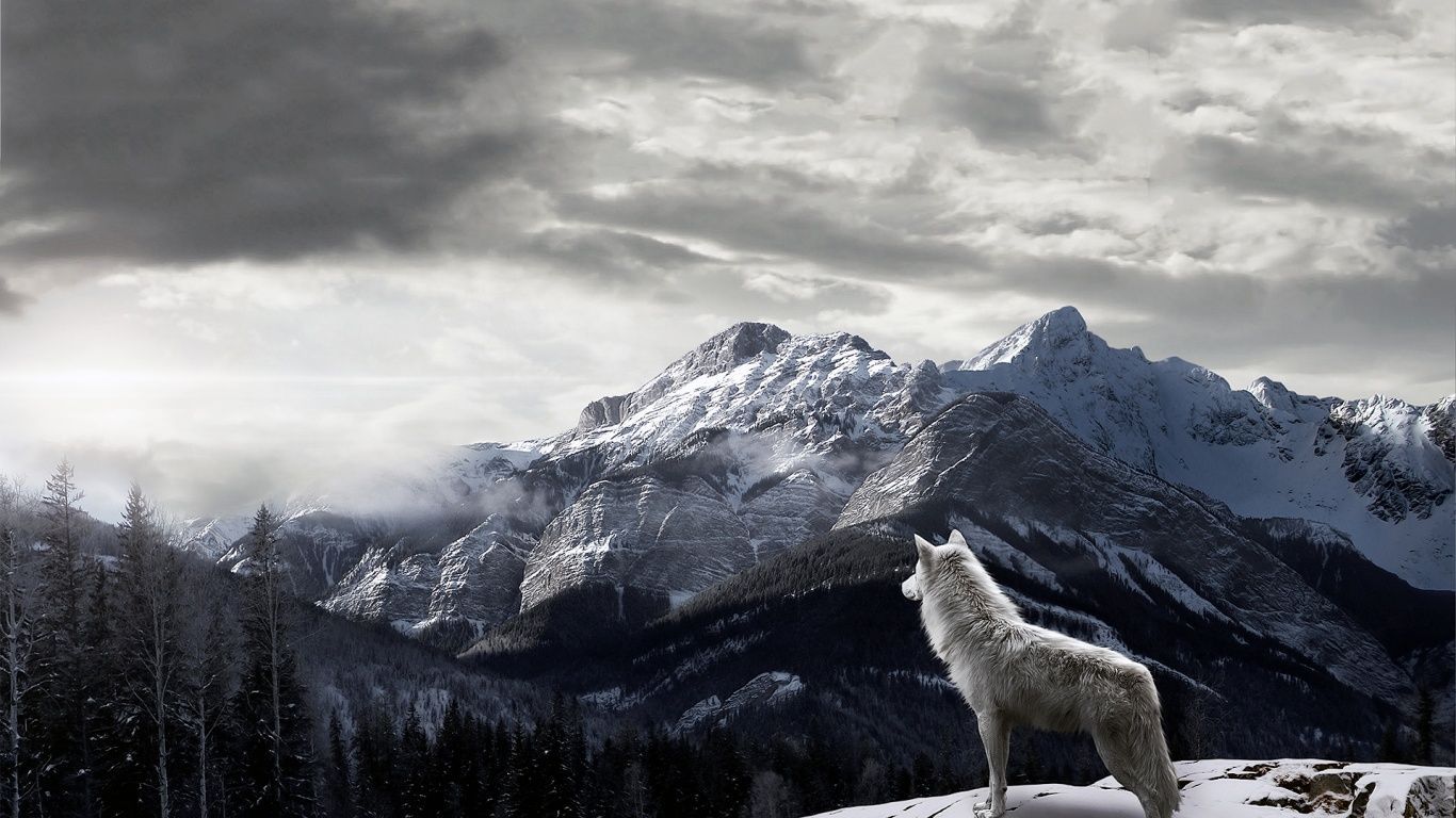 Wolf Wallpapers 1366x768 HD Wallpaper High Quality