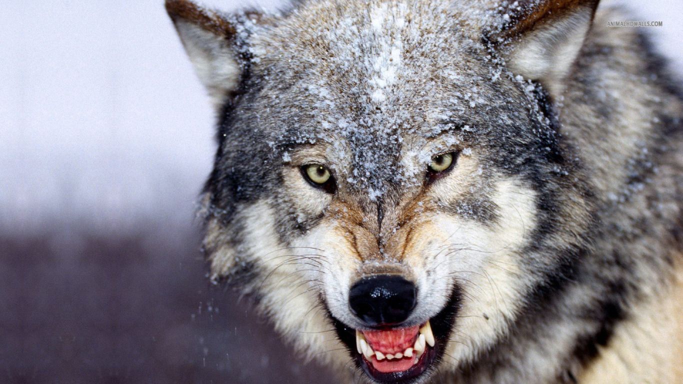 Scary Wolf Wallpaper Teeth Image Snow Picture