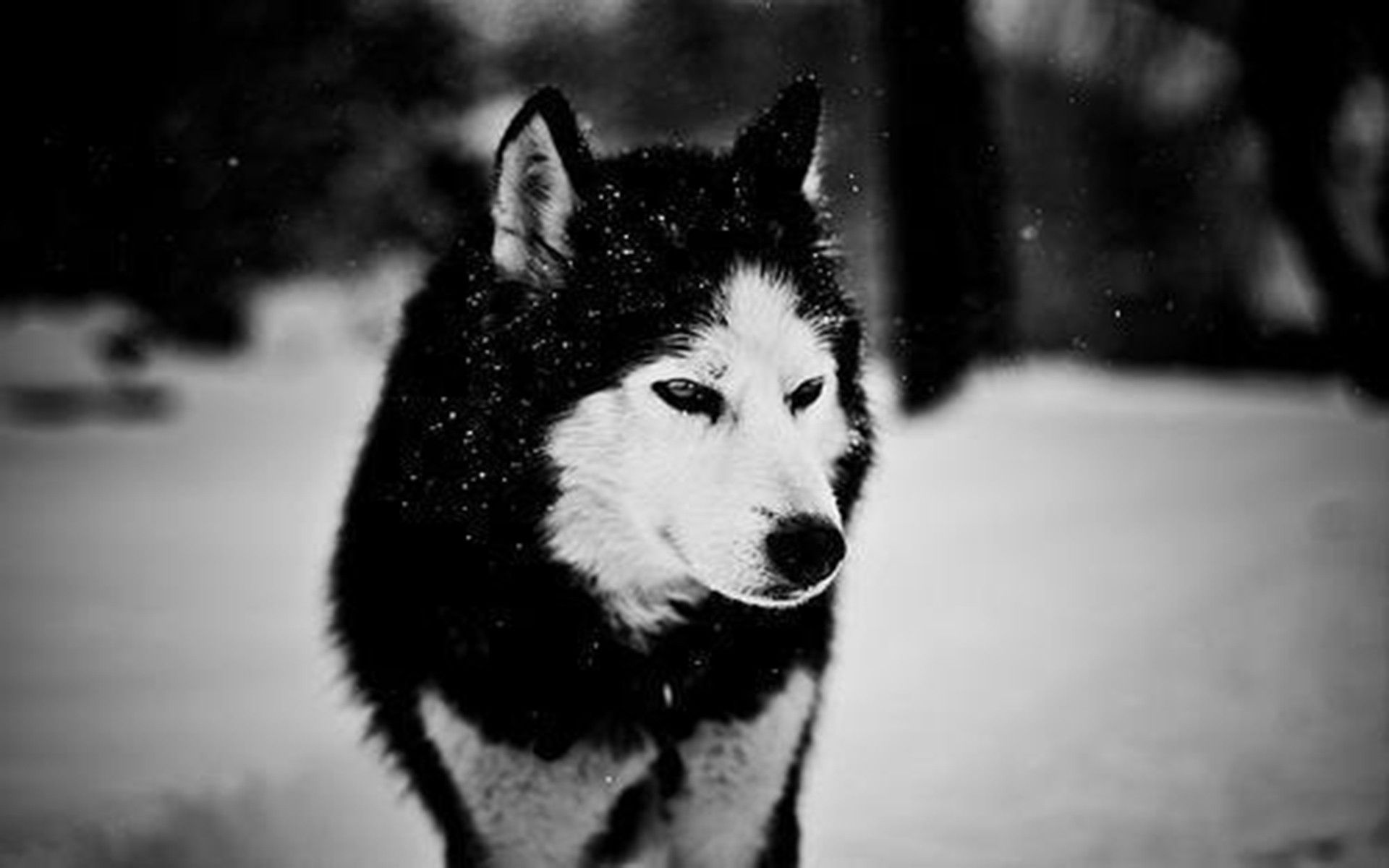 Gallery for - black wolf white wolf wallpaper