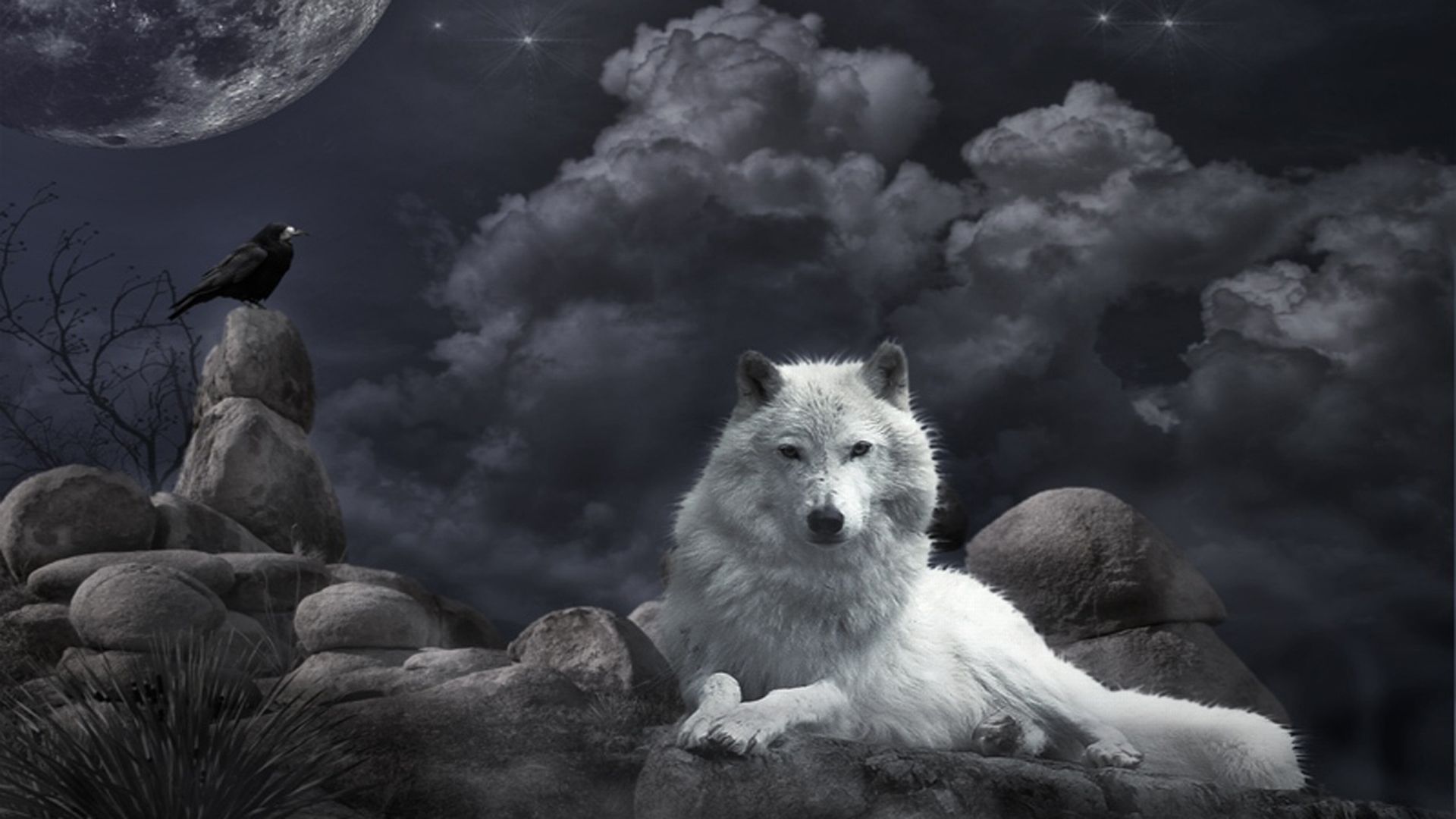 Wolf Wallpapers and Backgrounds 14131 - HD Wallpapers Site