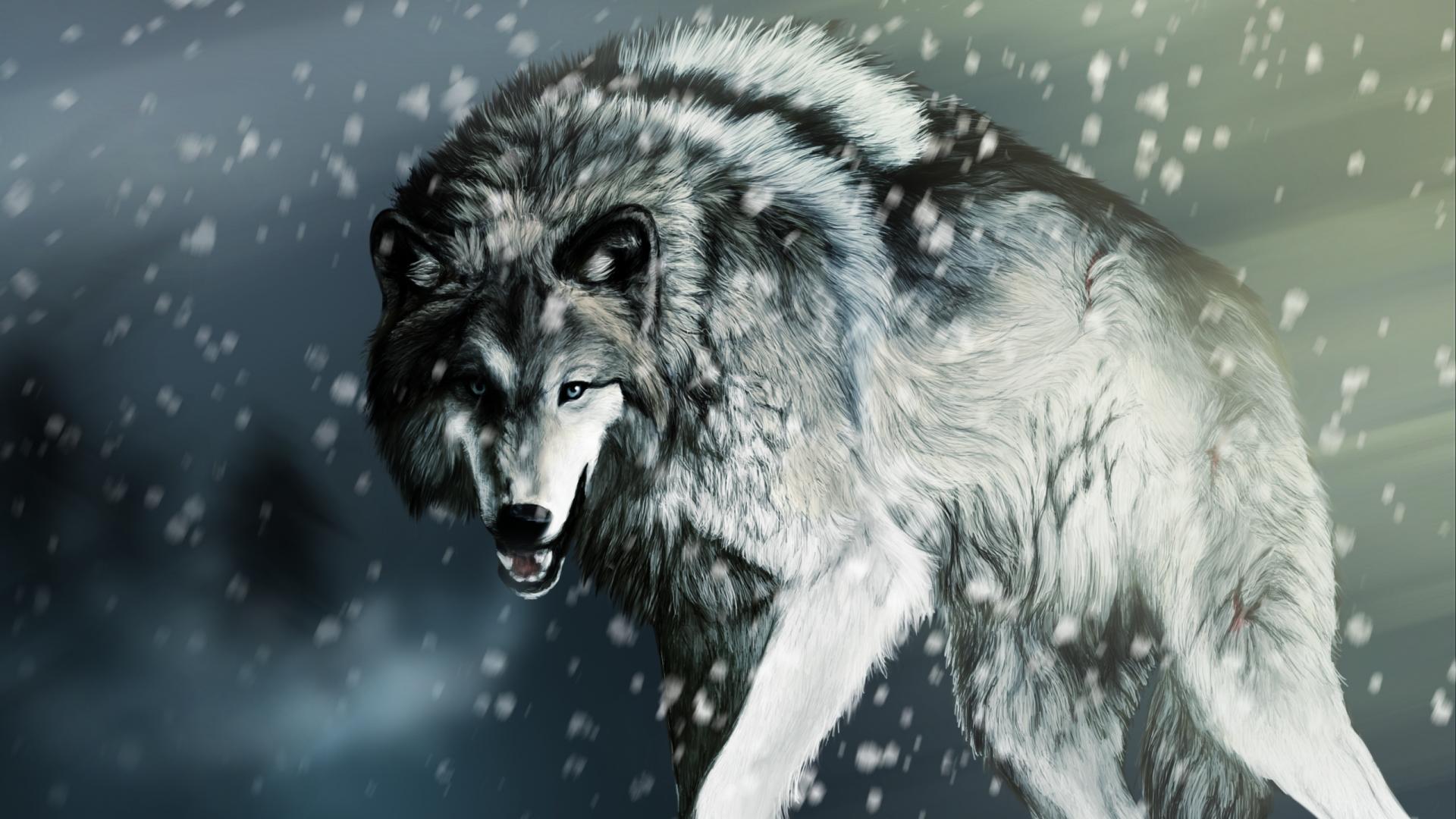 Gray Wolf Wallpaper Gray Wolf Images Free Cool Backgrounds