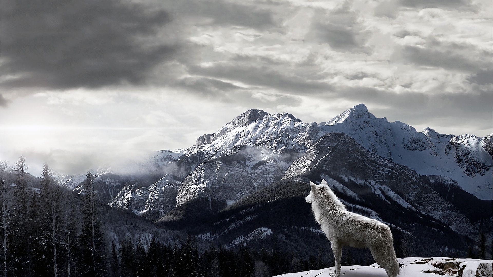 Wolves Wolves Wolf Digital Art Wallpaper with 1920x1080