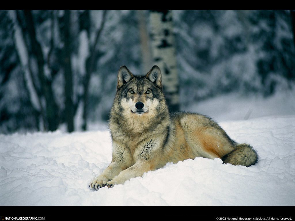Gallery for - gray wolf wolves wallpaper