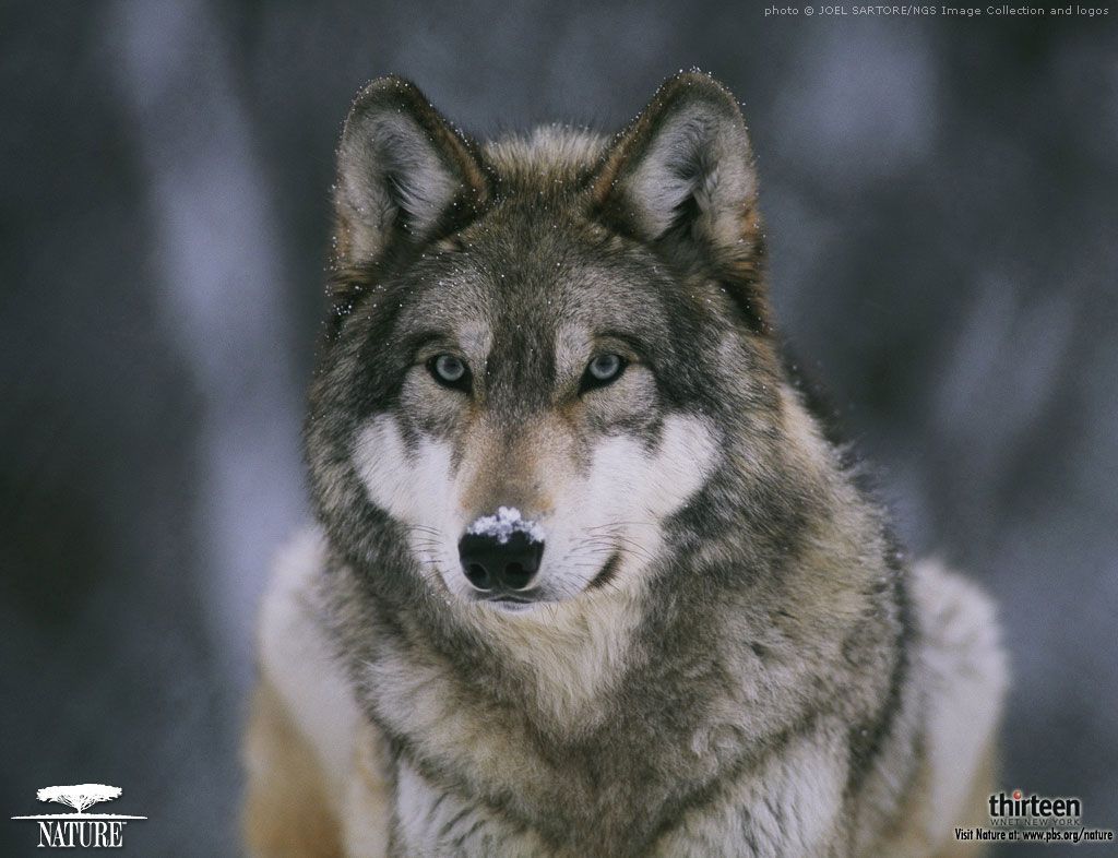 Wolf HD Desktop Backgrounds