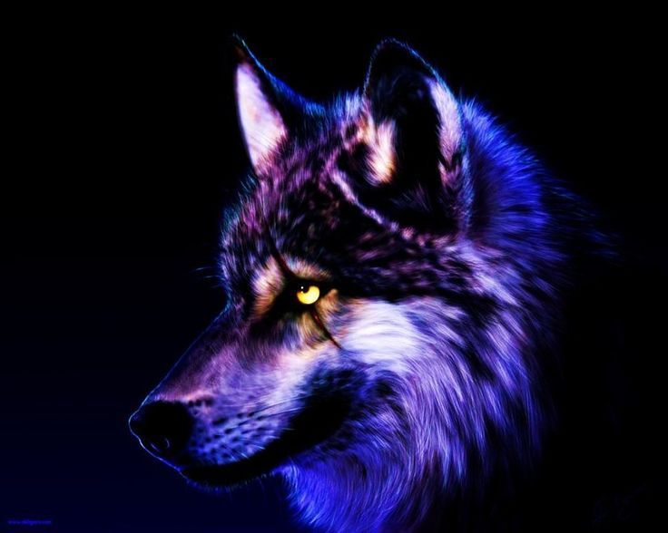 Cool purple wolves Unusual Fixed Wolf Wallpaper By Wolfkermek