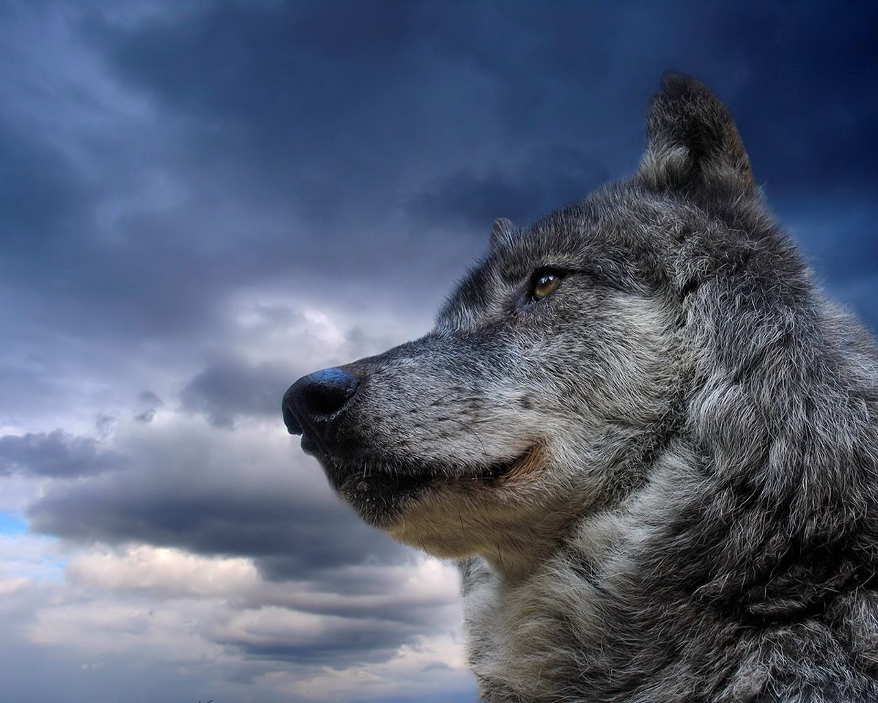 804 Wolf HD Wallpapers Backgrounds - Wallpaper Abyss