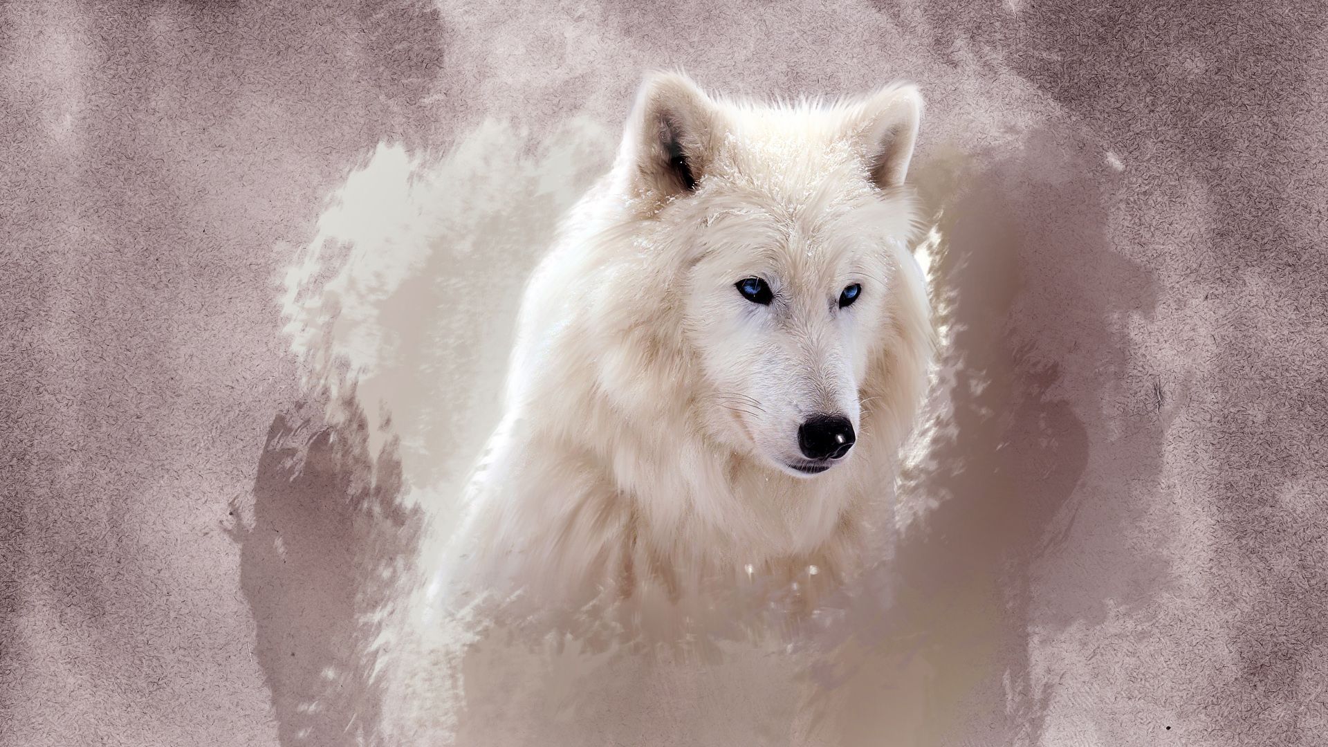 The Wolf Wallpapers HD Backgrounds
