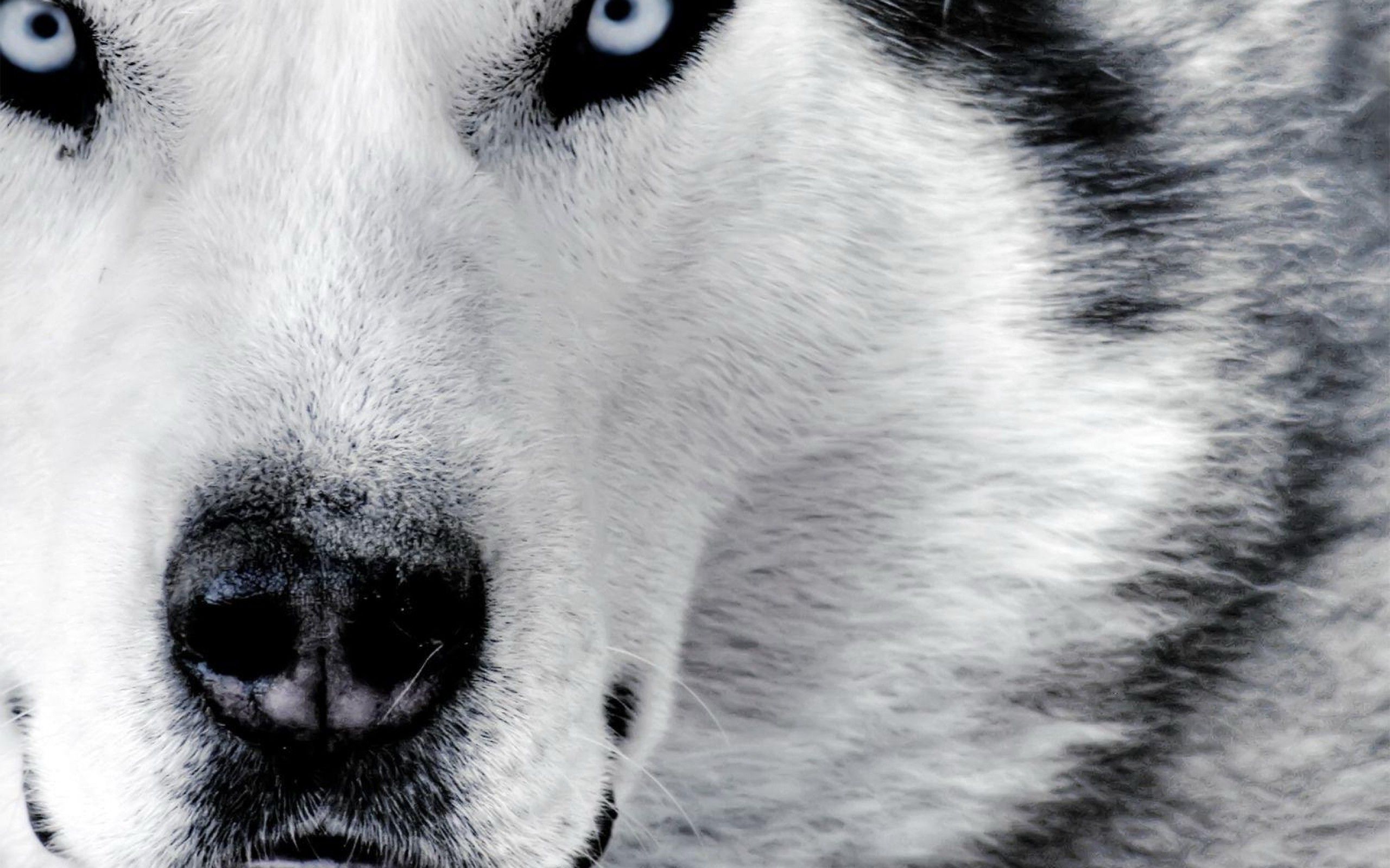 Wolf Desktop Backgrounds Pictures - Wallpaper Cave