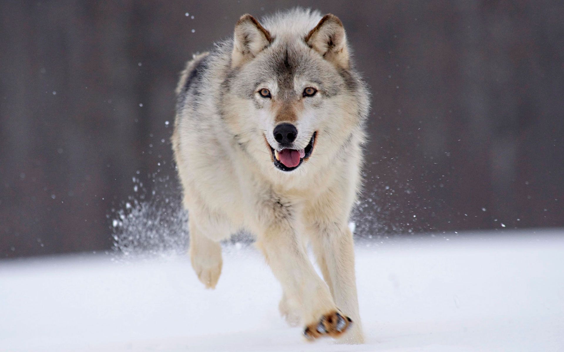 Wolf HD wallpapers - A beautiful dog like animal