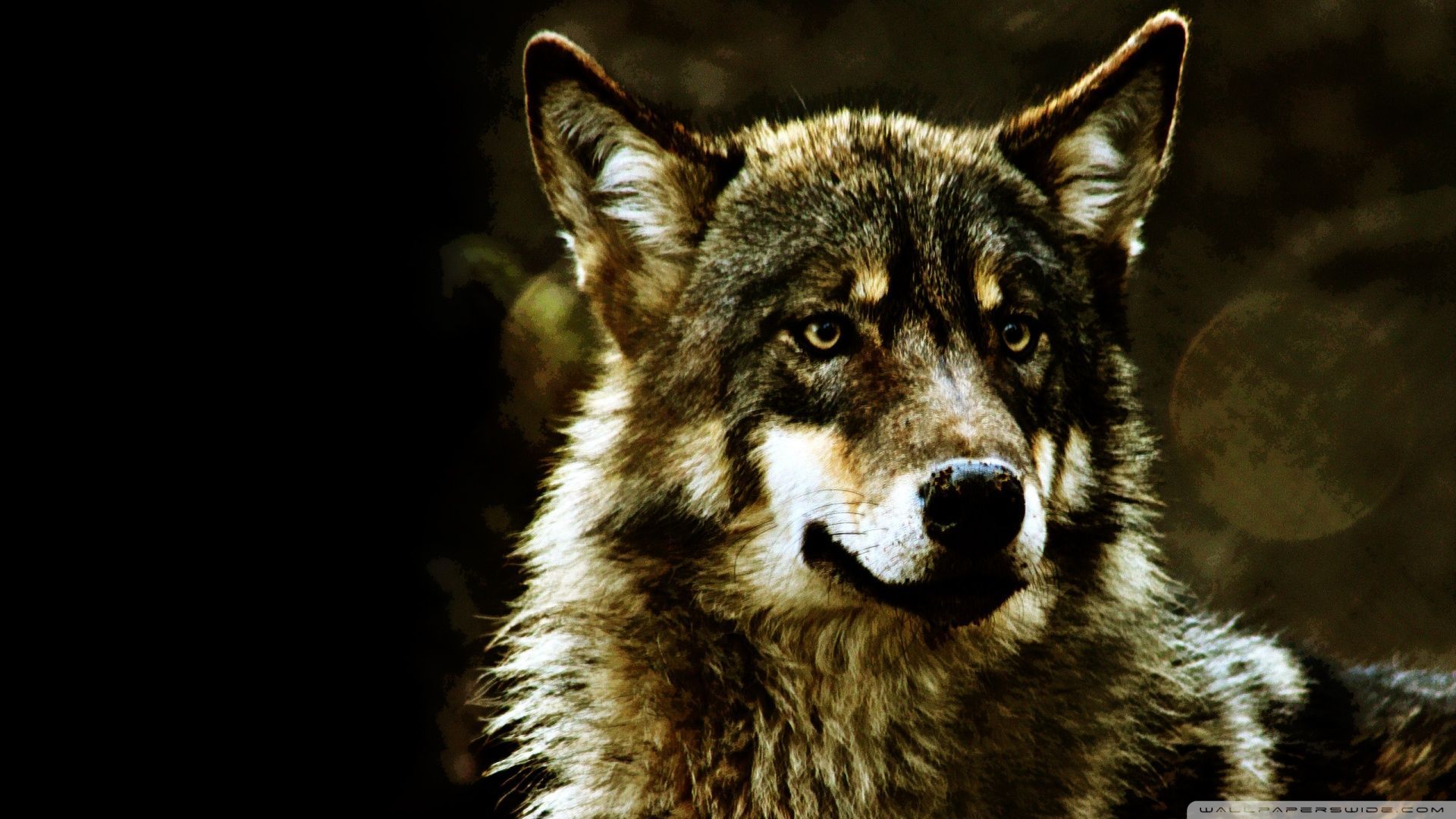 Wolf 00435840