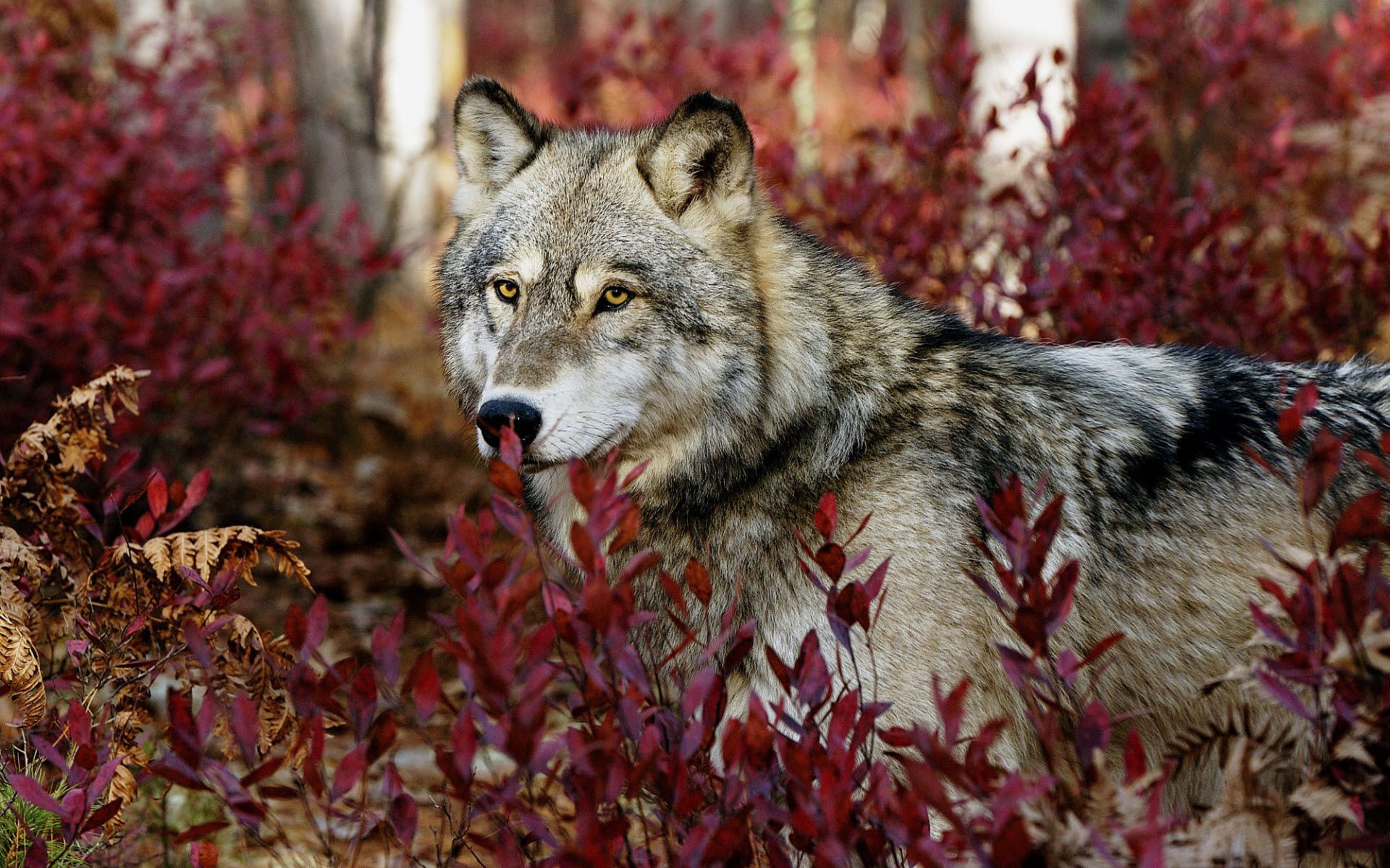 Wallpapers Tagged With WOLF WOLF HD Wallpapers