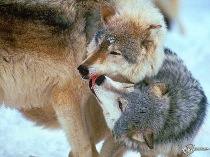 Wolf Love hd Picture, Wolf Love, Love, Wolves, Animals, hd