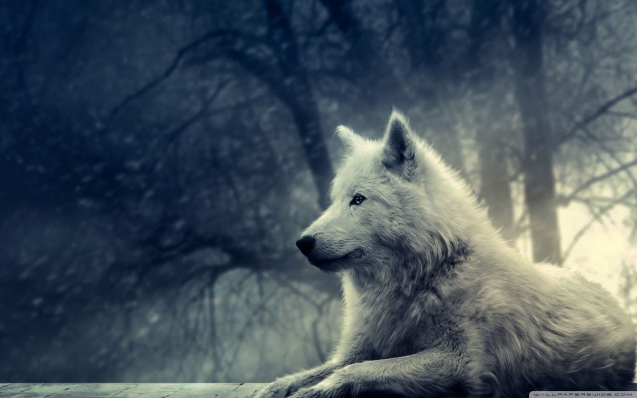 White Wolf Painting HD desktop wallpaper Widescreen High resolution