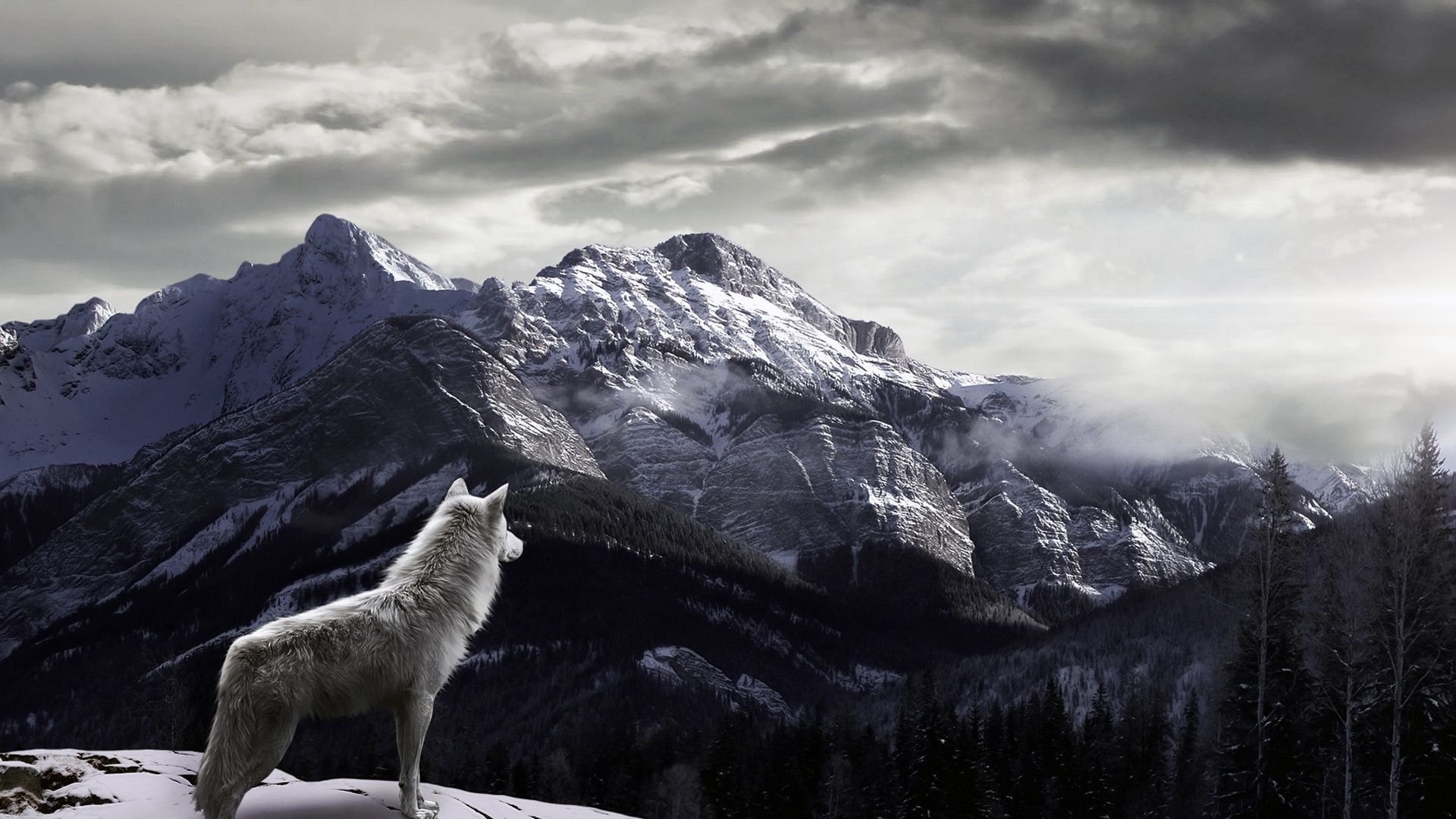 Winter Wolves Wallpaper - HD Wallpapers Backgrounds of Your Choice