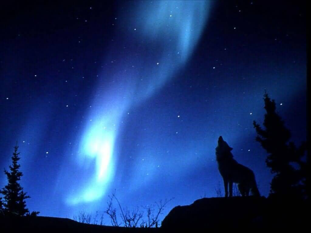 Evening Howl - Wolves Wallpaper 8026597 - Fanpop