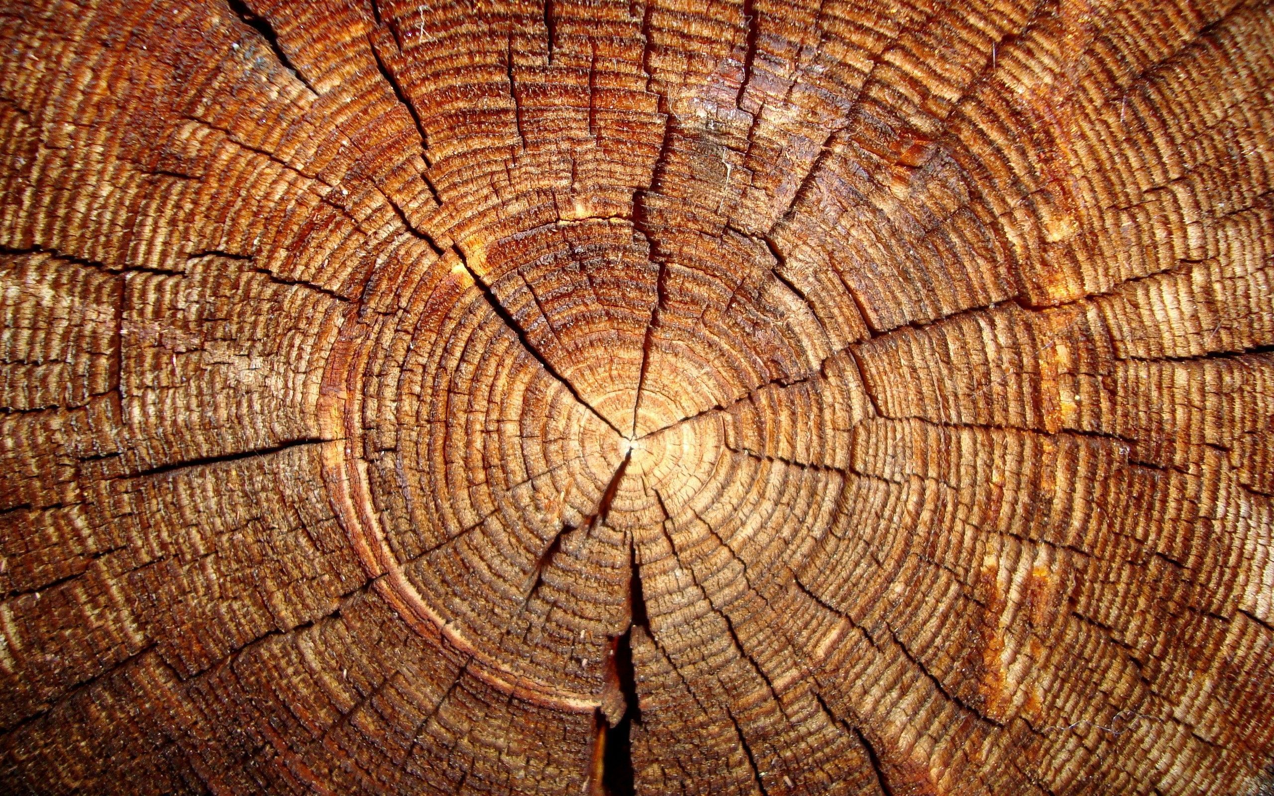 Download Textures Tree Trunk Fresh New Best Quality Wallpaper