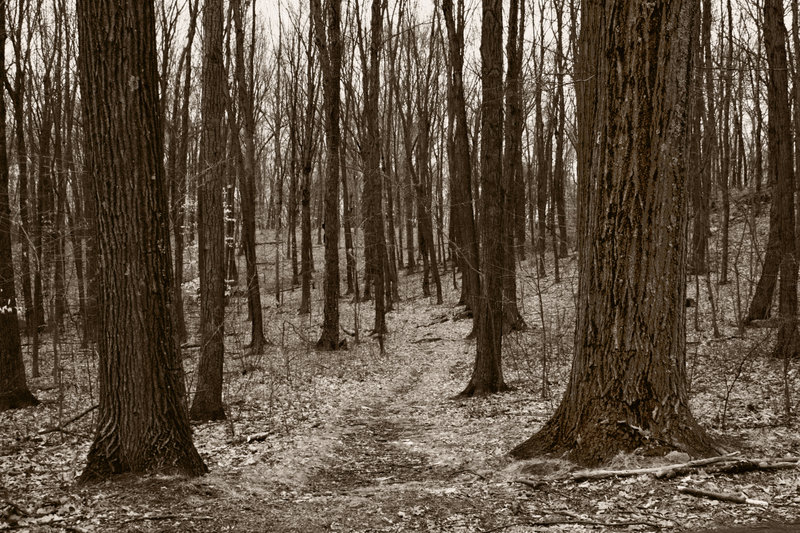 Woods path stock background by Moon WillowStock on DeviantArt