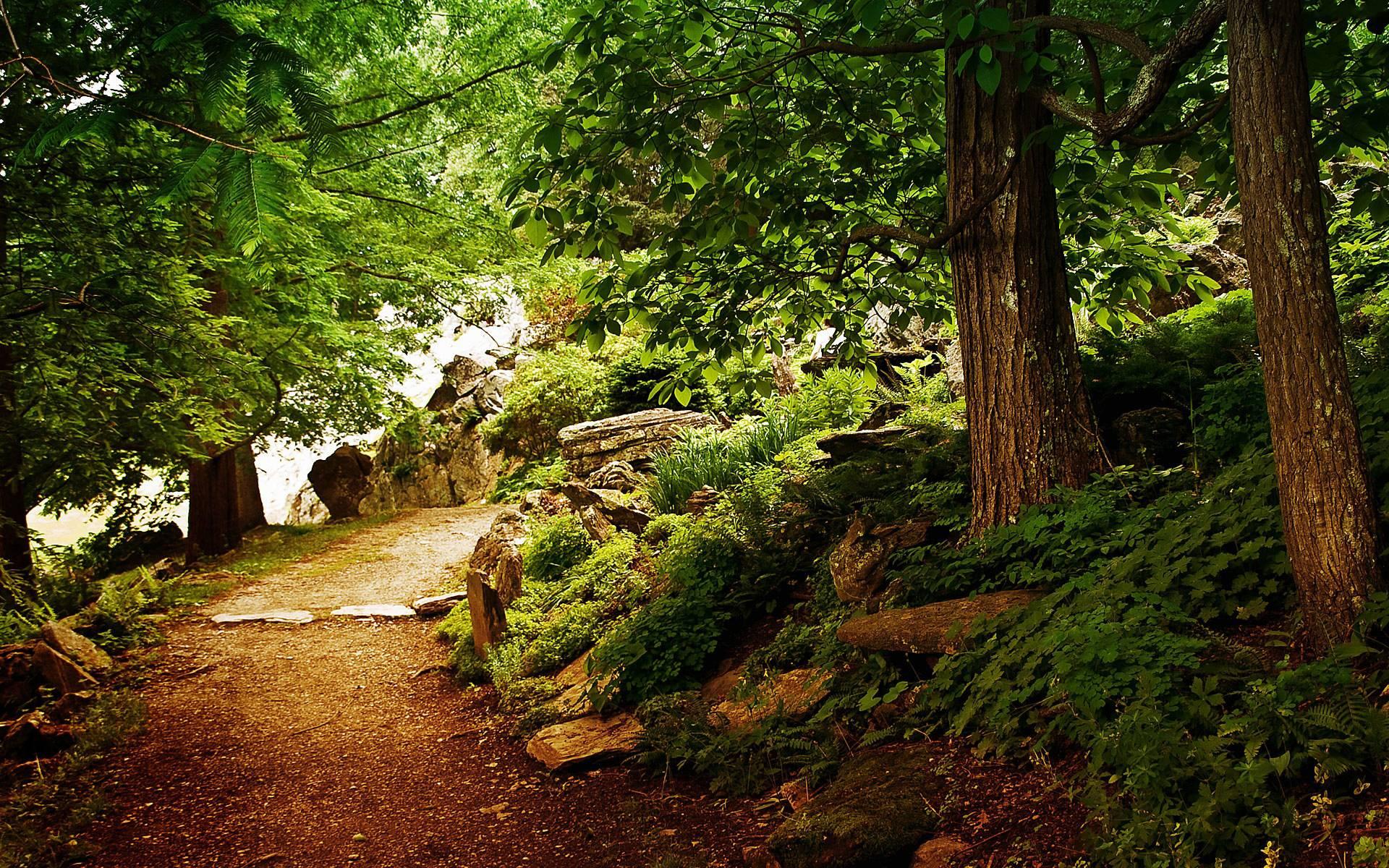 Wallpaper Nature Woods Hq Background 15 Hd Wallpapers Hdwalljoy