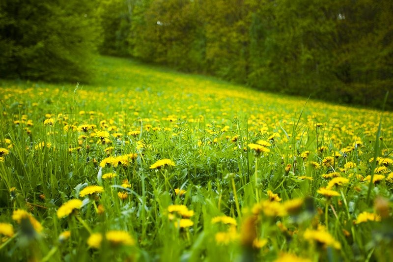 Background field of dandelions in the woods Stock Photo Colourbox
