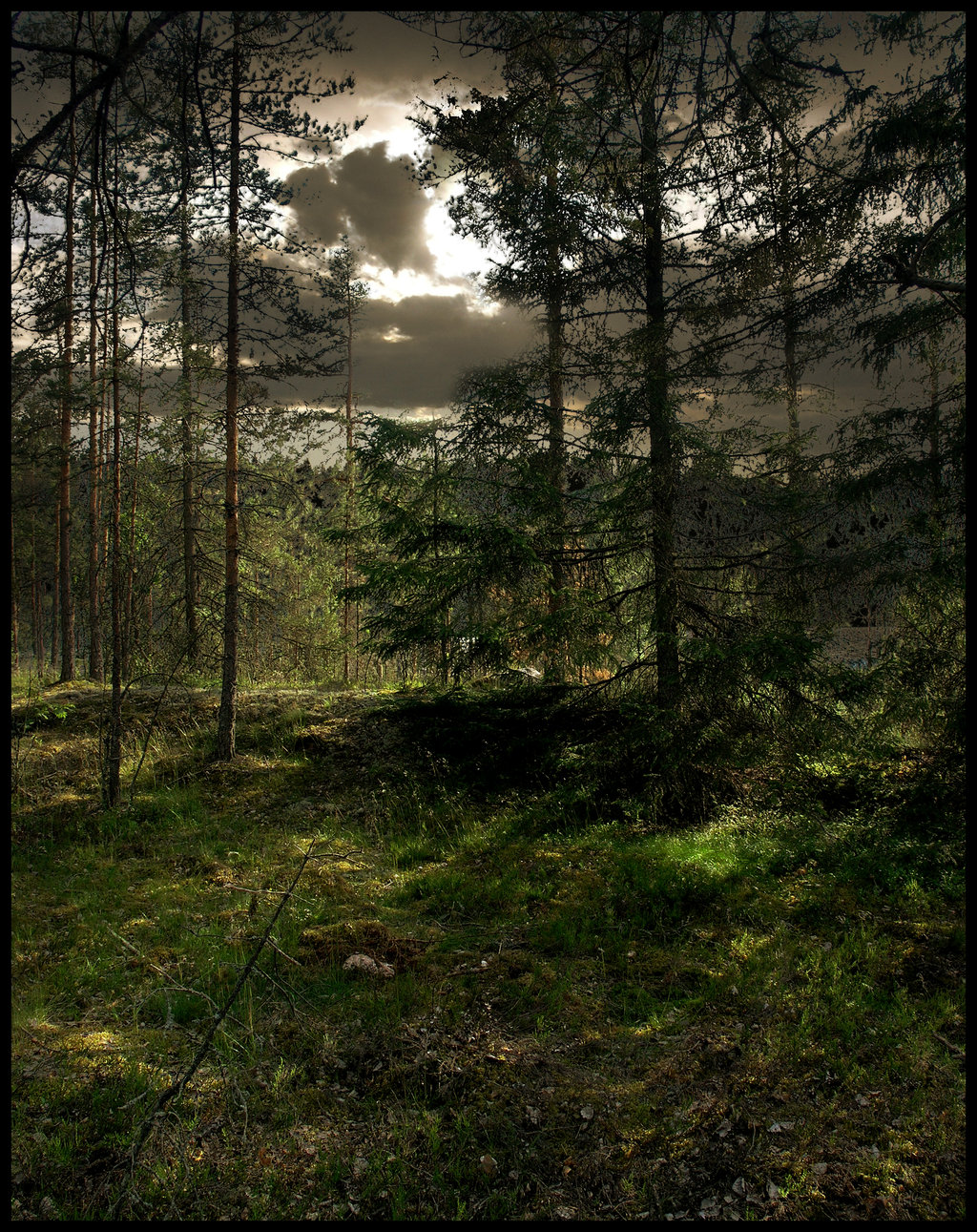 Background - Woods by Eirian stock on DeviantArt