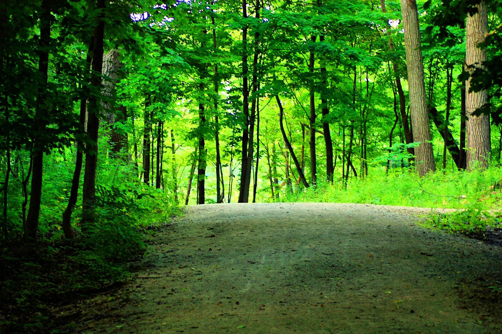 Pix For Woods Backgrounds HD Wallpapers Range