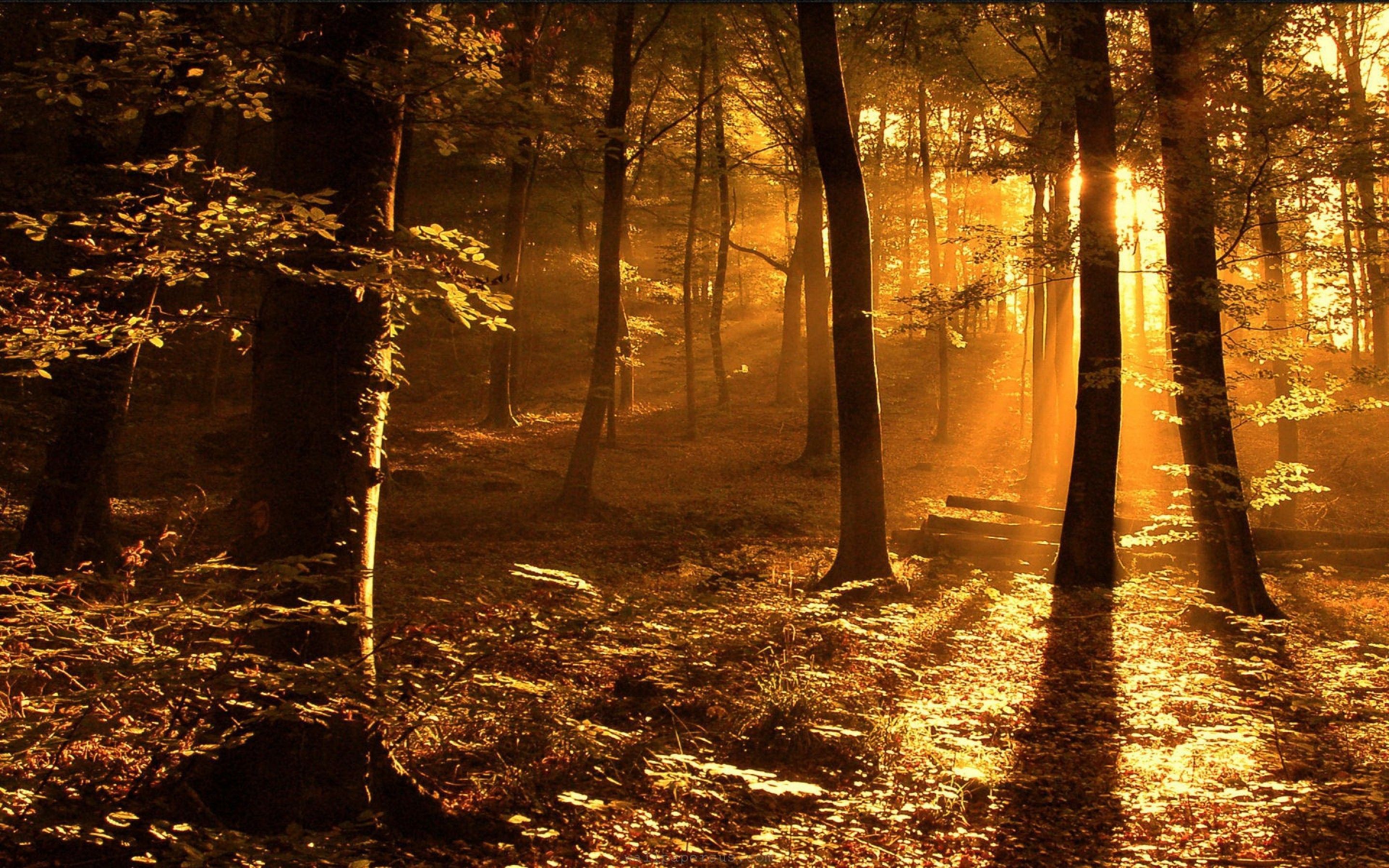 Sun Ray In The Woods Wallpaper - 82185