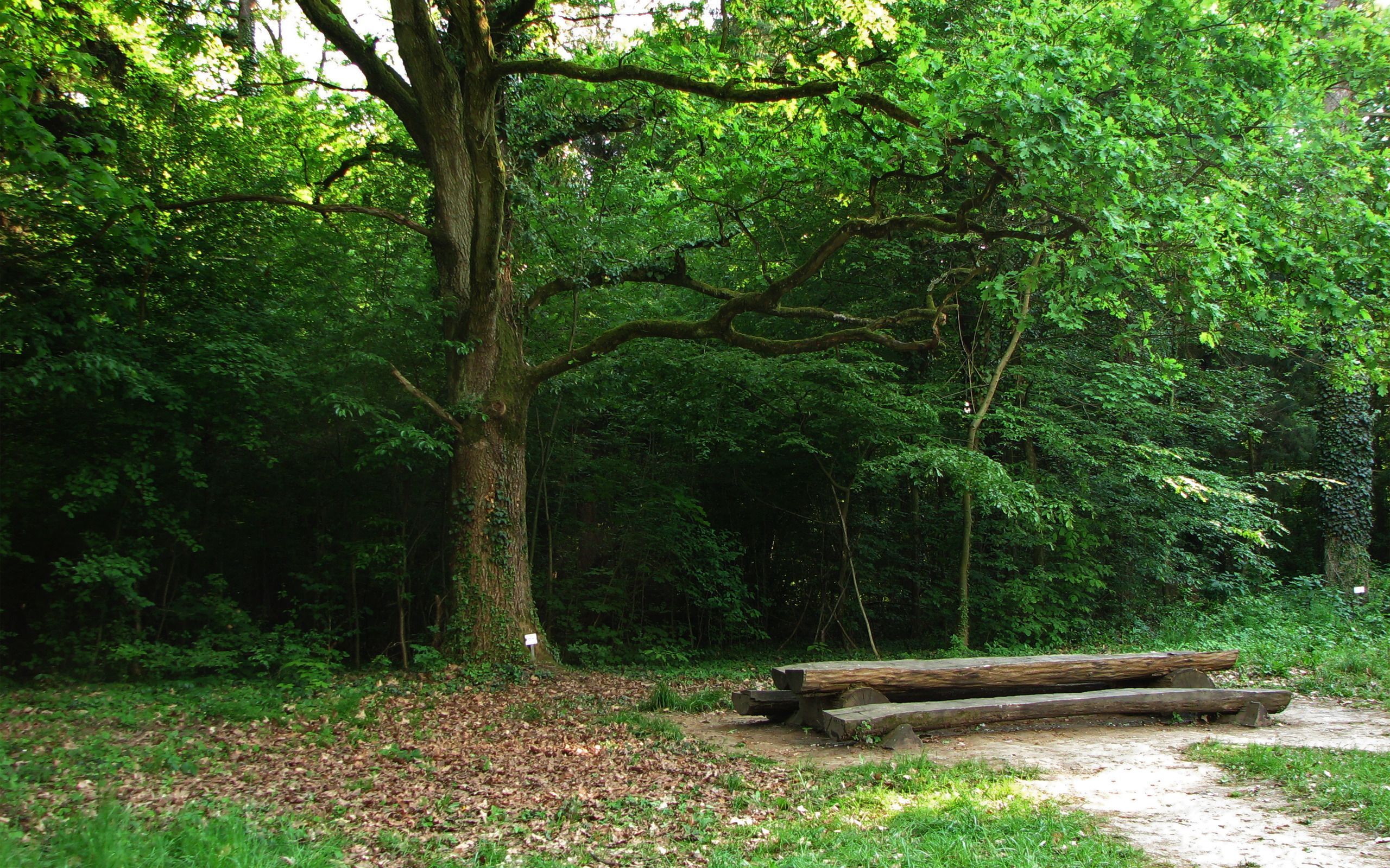 Bench in the Woods background -