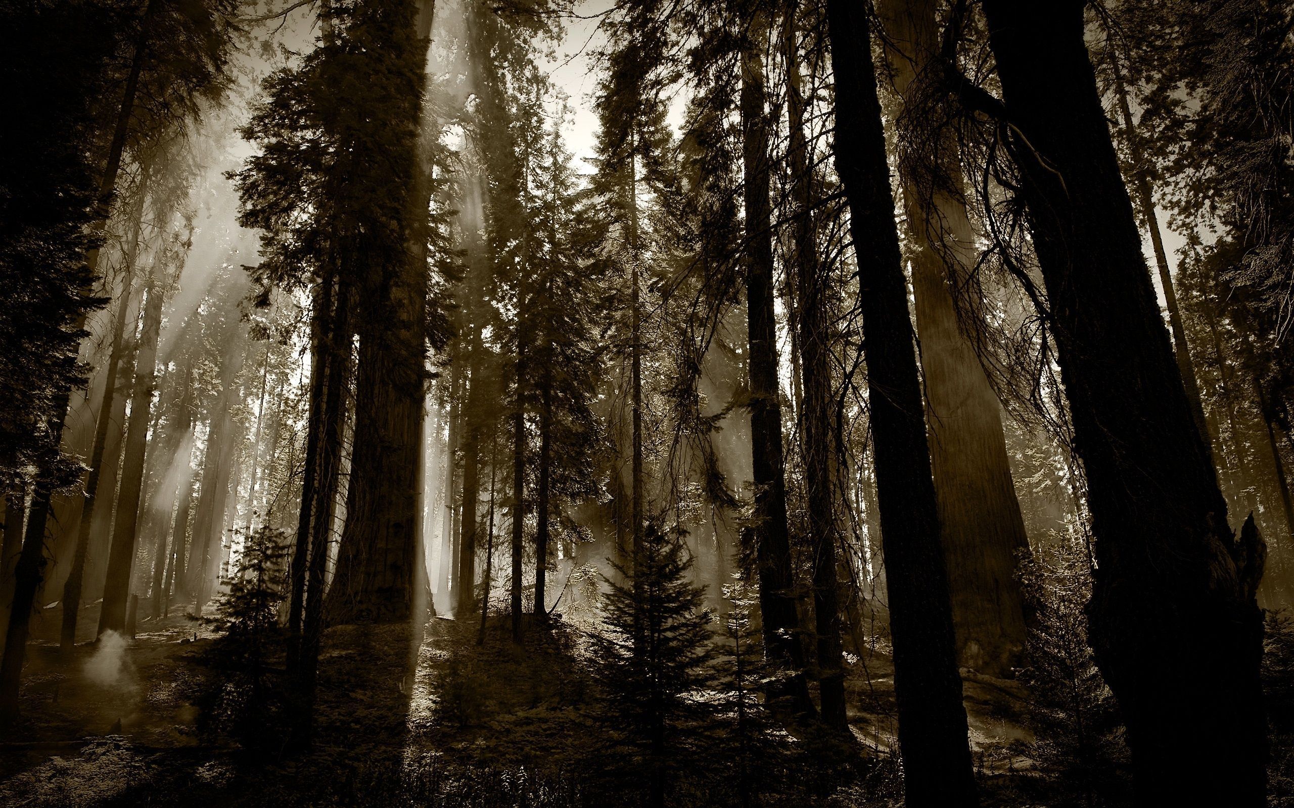 Top Dark Trees Images for Pinterest