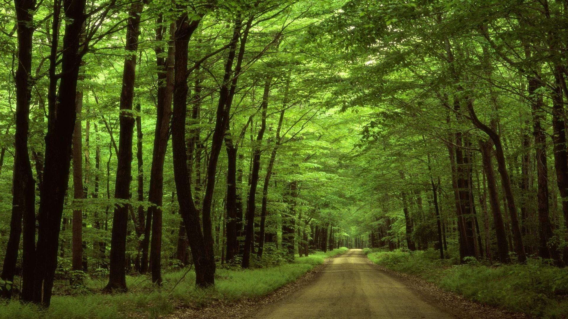 Allegheny jungle woods free desktop background - free wallpaper image