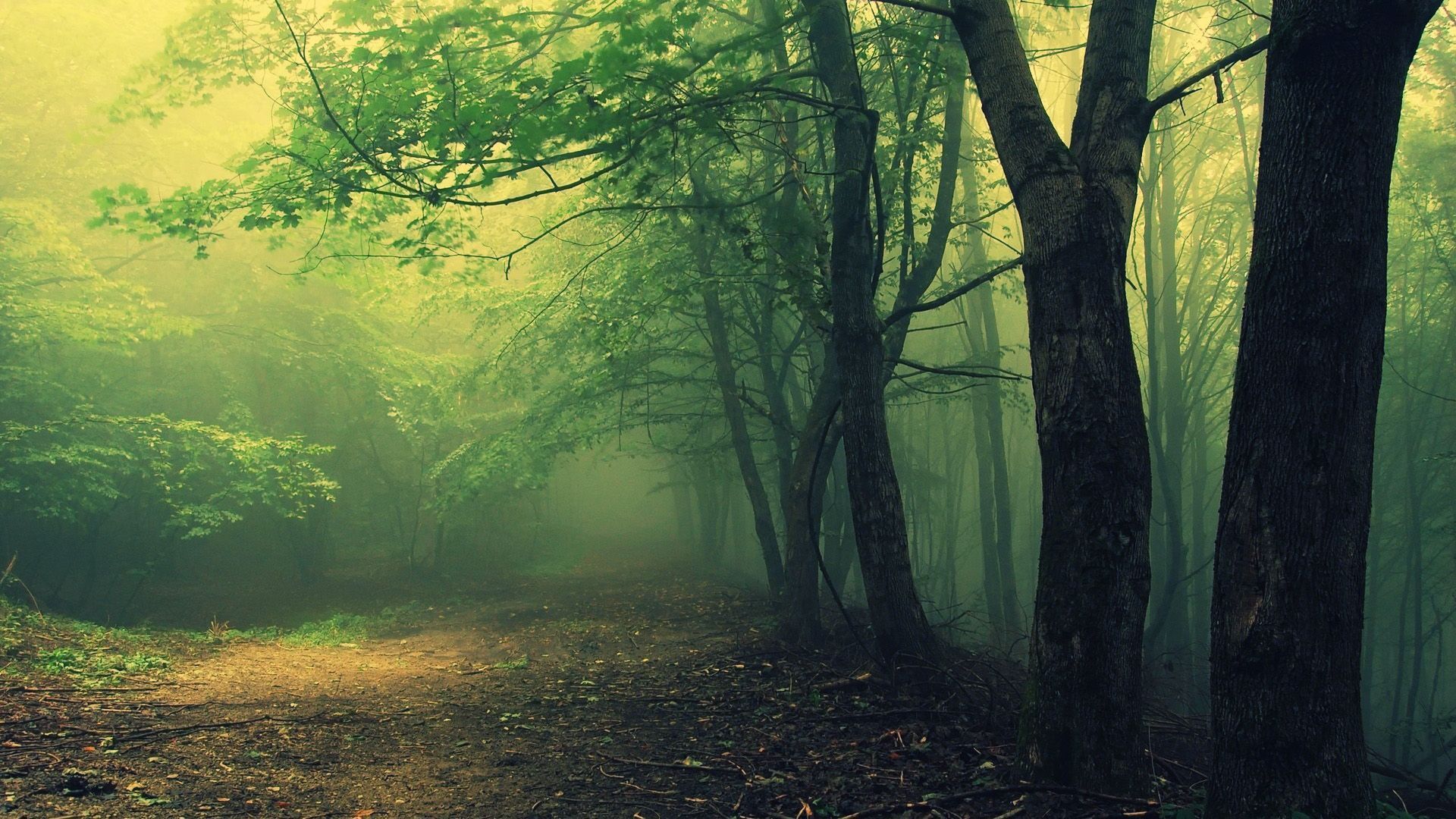Misty Woods Wallpapers HD Wallpapers Pal
