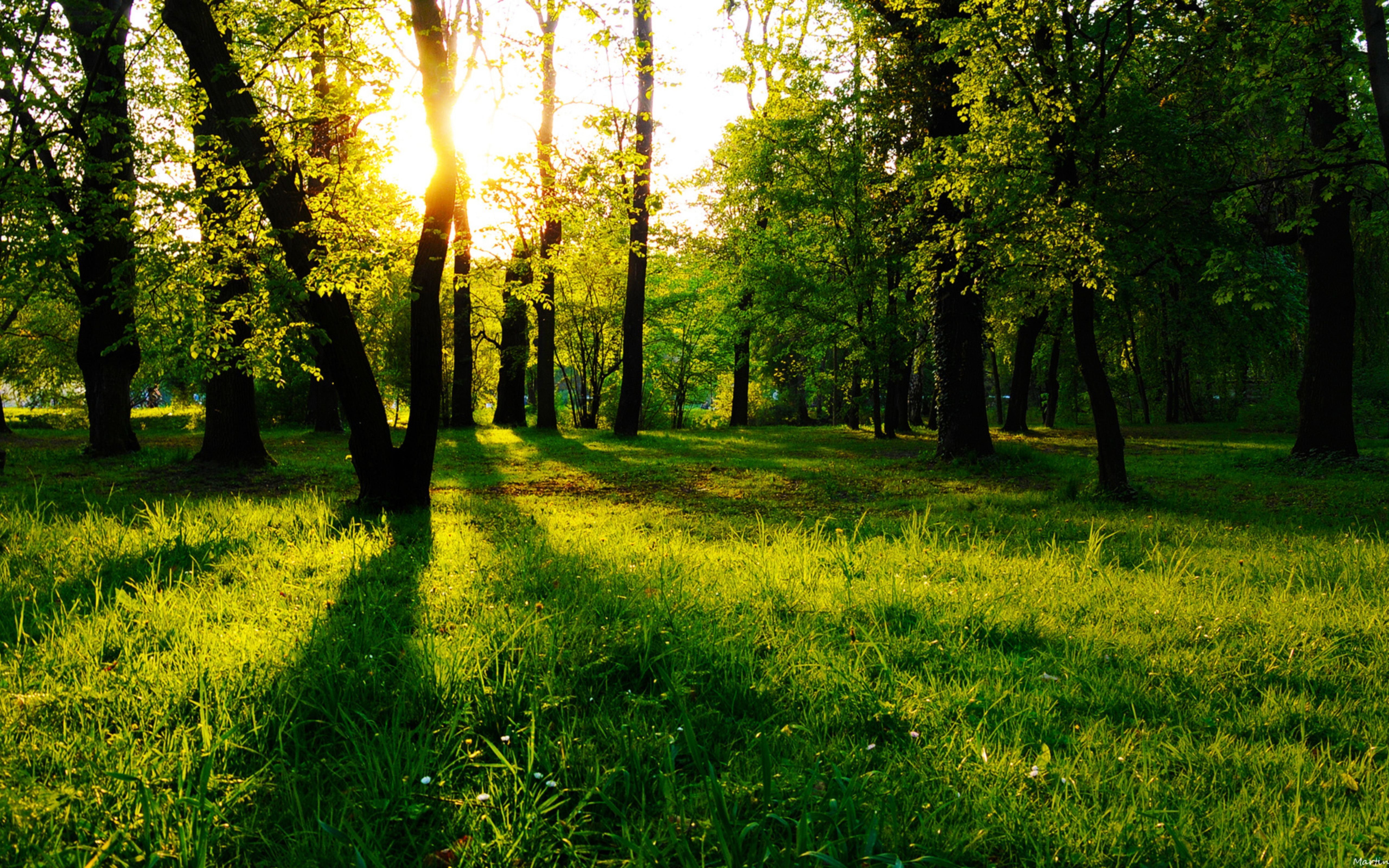 Green area in the woods beautiful nature landscape 5120x3200