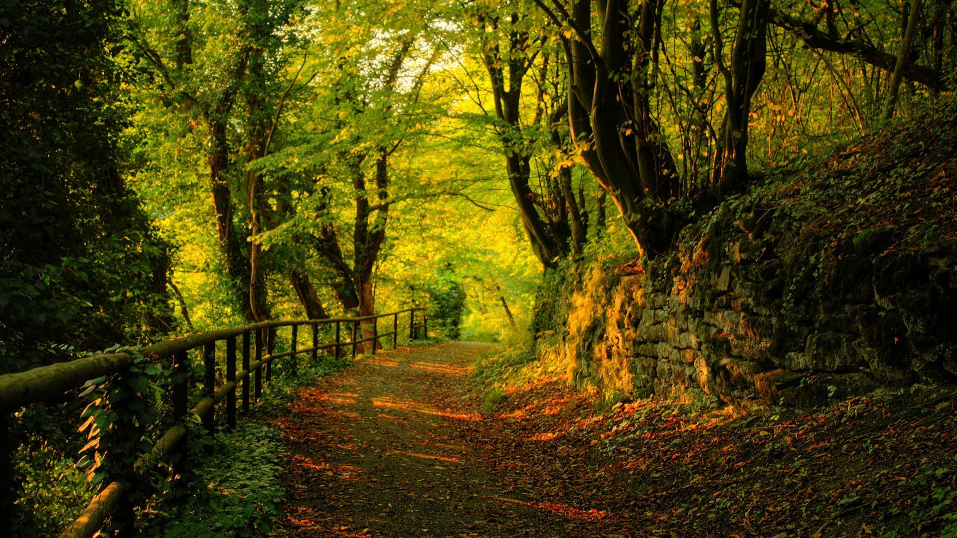Path In The Woods HD Amazing Wallpaper Free HD Wallpaper