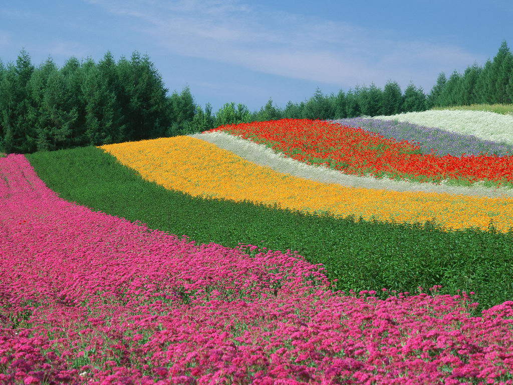 Most Beautiful Flower Wallpapers - Sweet Flowers Delights