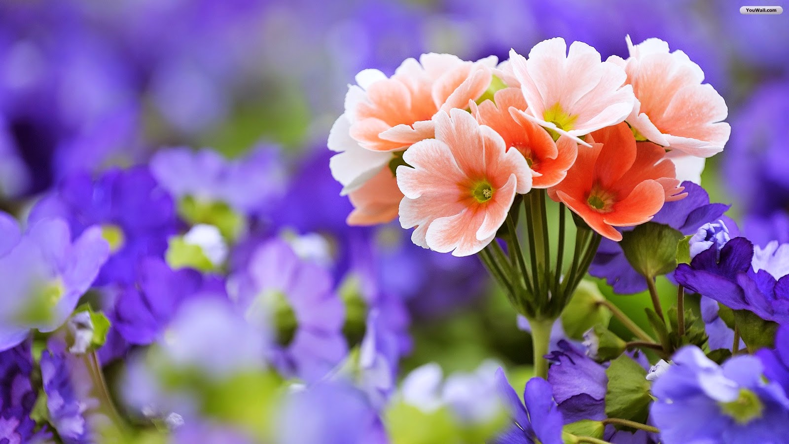 Most Beautiful Flowers in the World - Flower With Styles