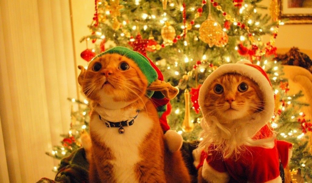 Christmas Desktop Wallpaper Cute Cat - Free Wallpaper Page