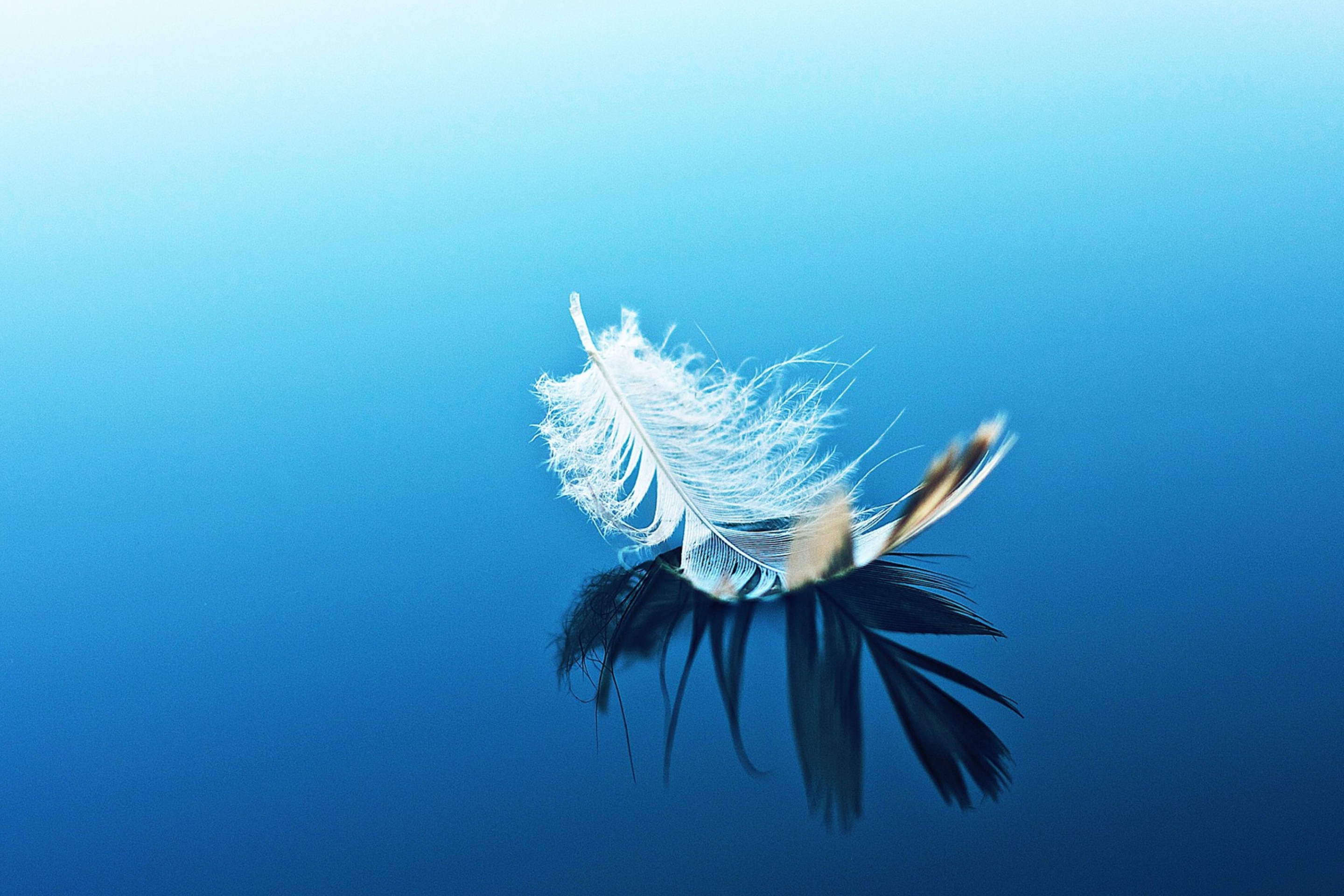 Feather On Blue Surface Wallpaper for Sony Xperia Tablet Z