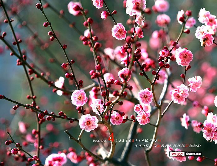 April wallpaper - blossoming Spring wallpapers5 - Wallcoo.net