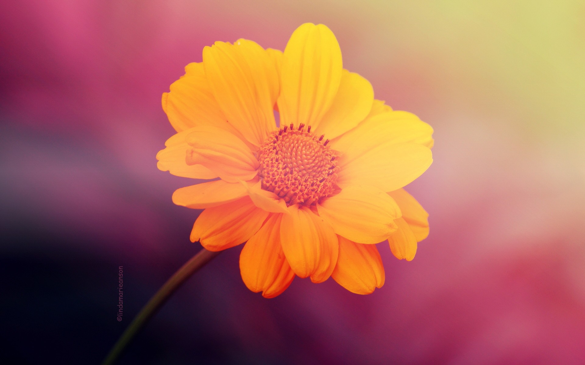 1920x1200 Yellow Flower on Pink Background desktop PC and Mac ...