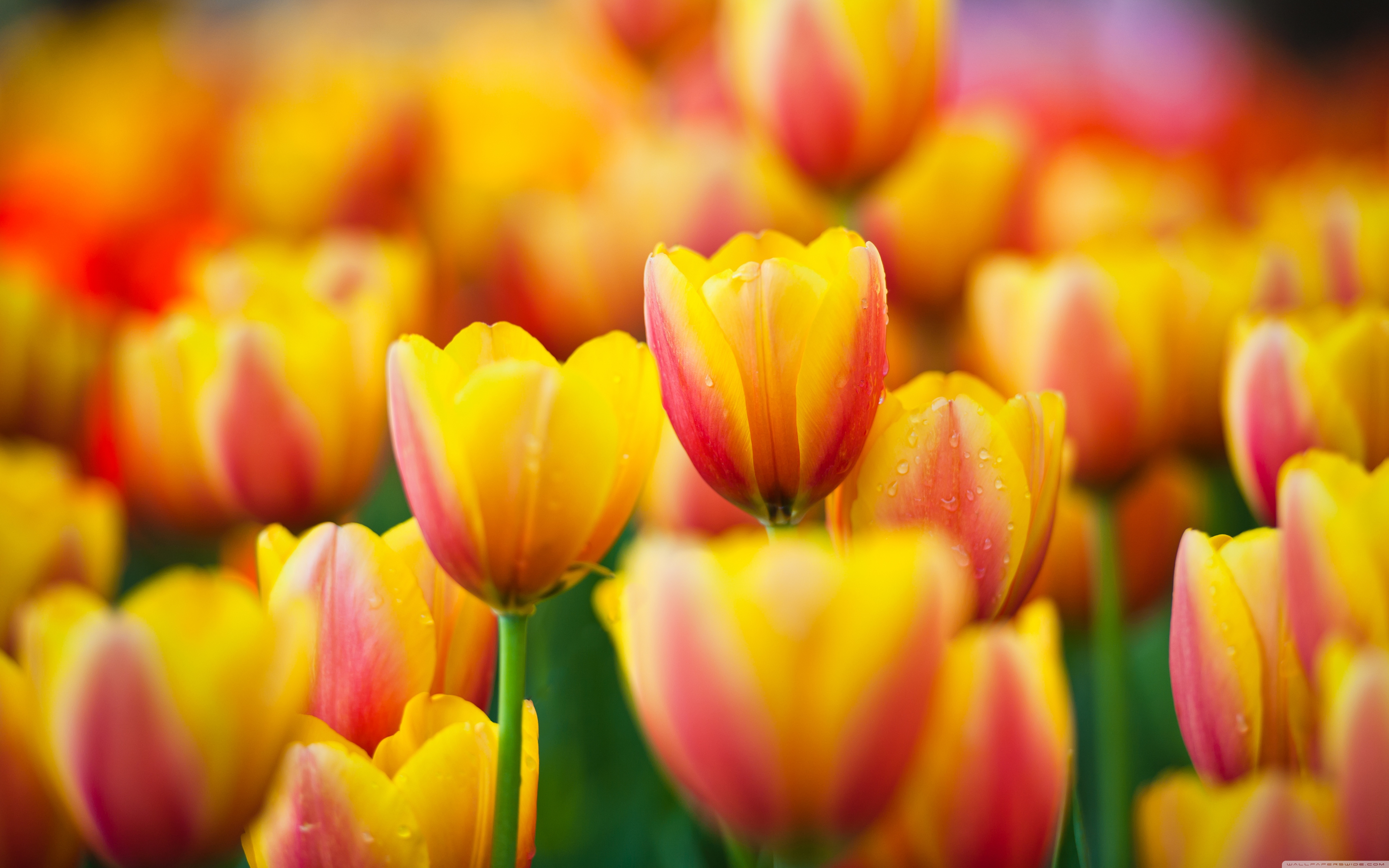 yellow and pink tulips | HD Wallpapera (High Resolution)