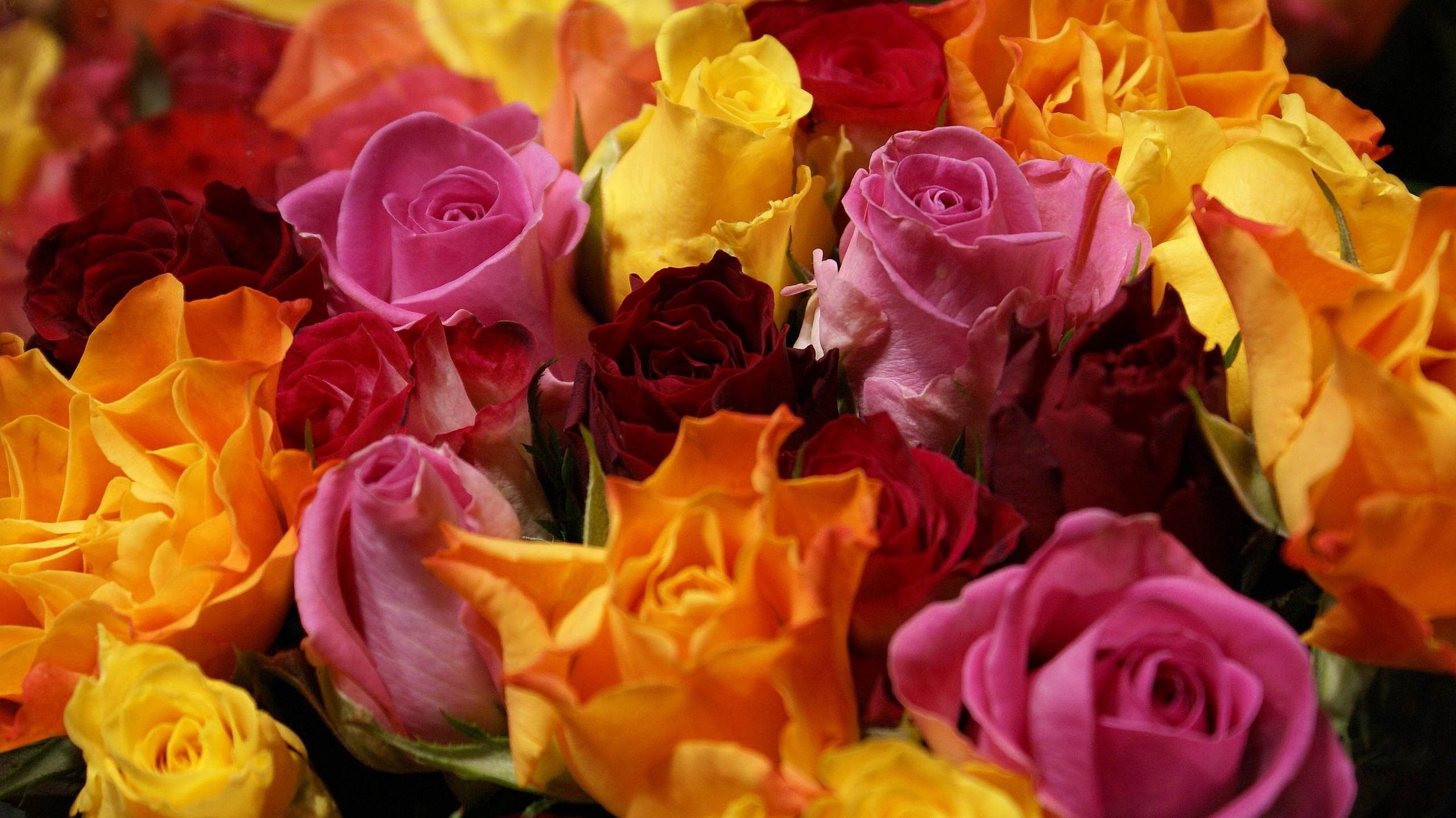 2560x1440 Red Yellow Pink Roses Wallpaper