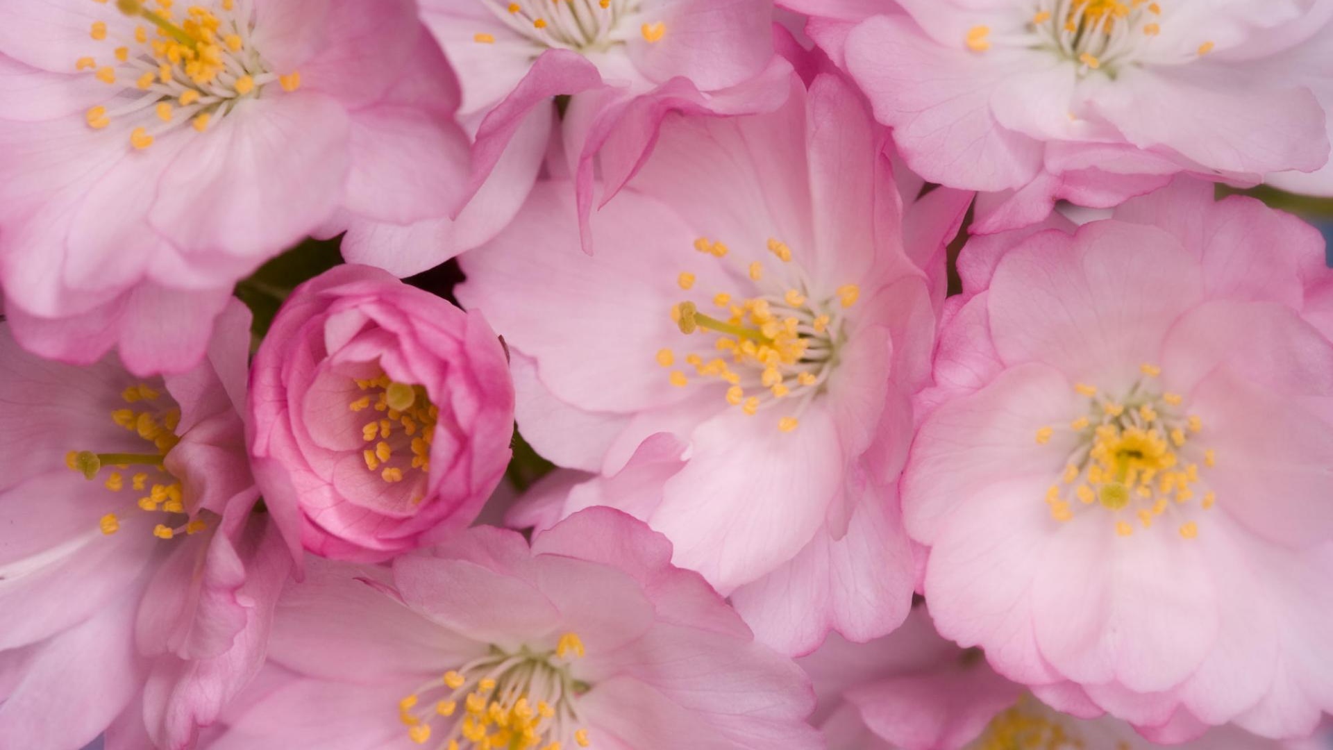 Download Wallpaper 1920x1080 Wild roses, Flowers, Pink, Yellow ...