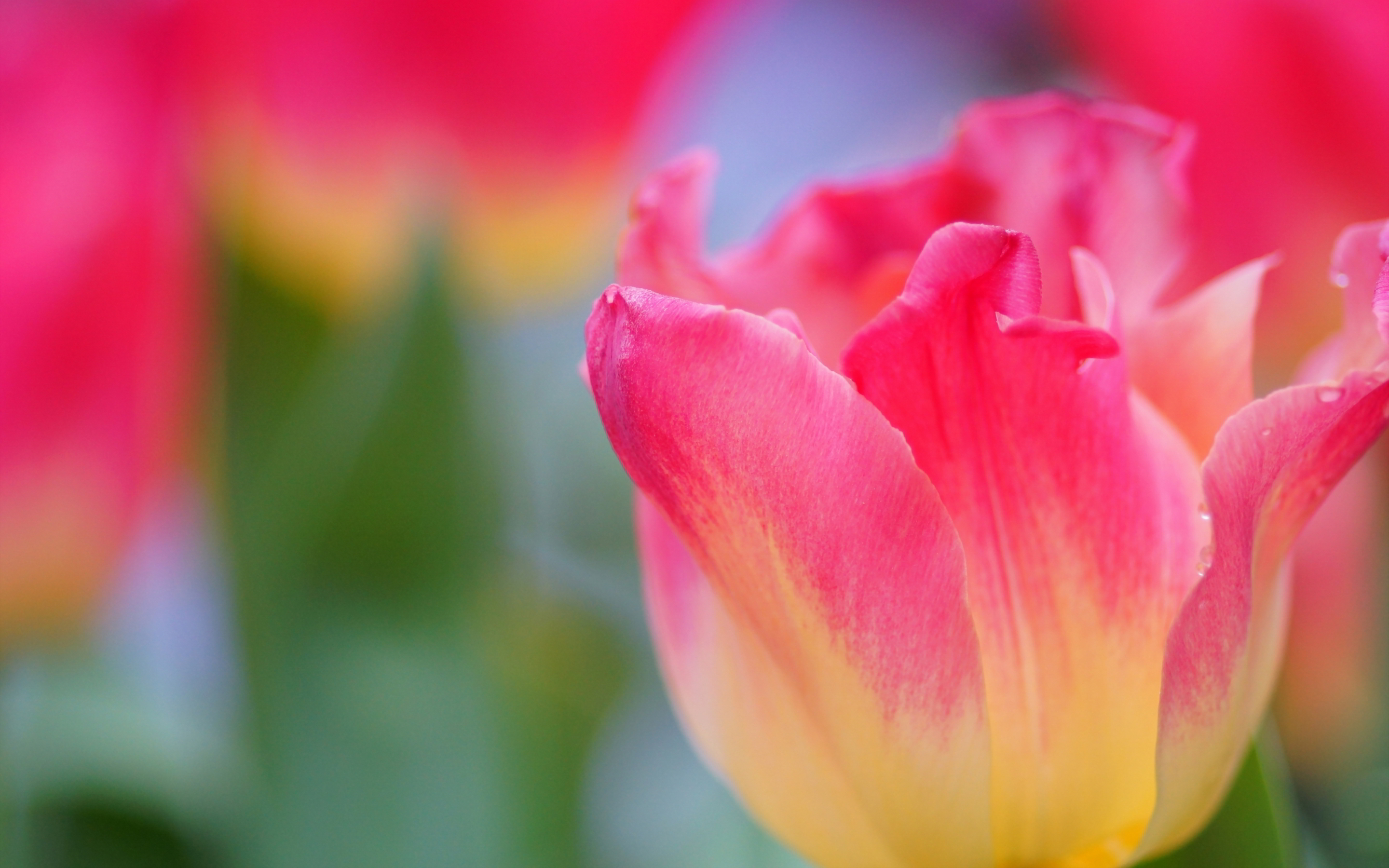 Yellow And Pink Tulips - wallpaper.