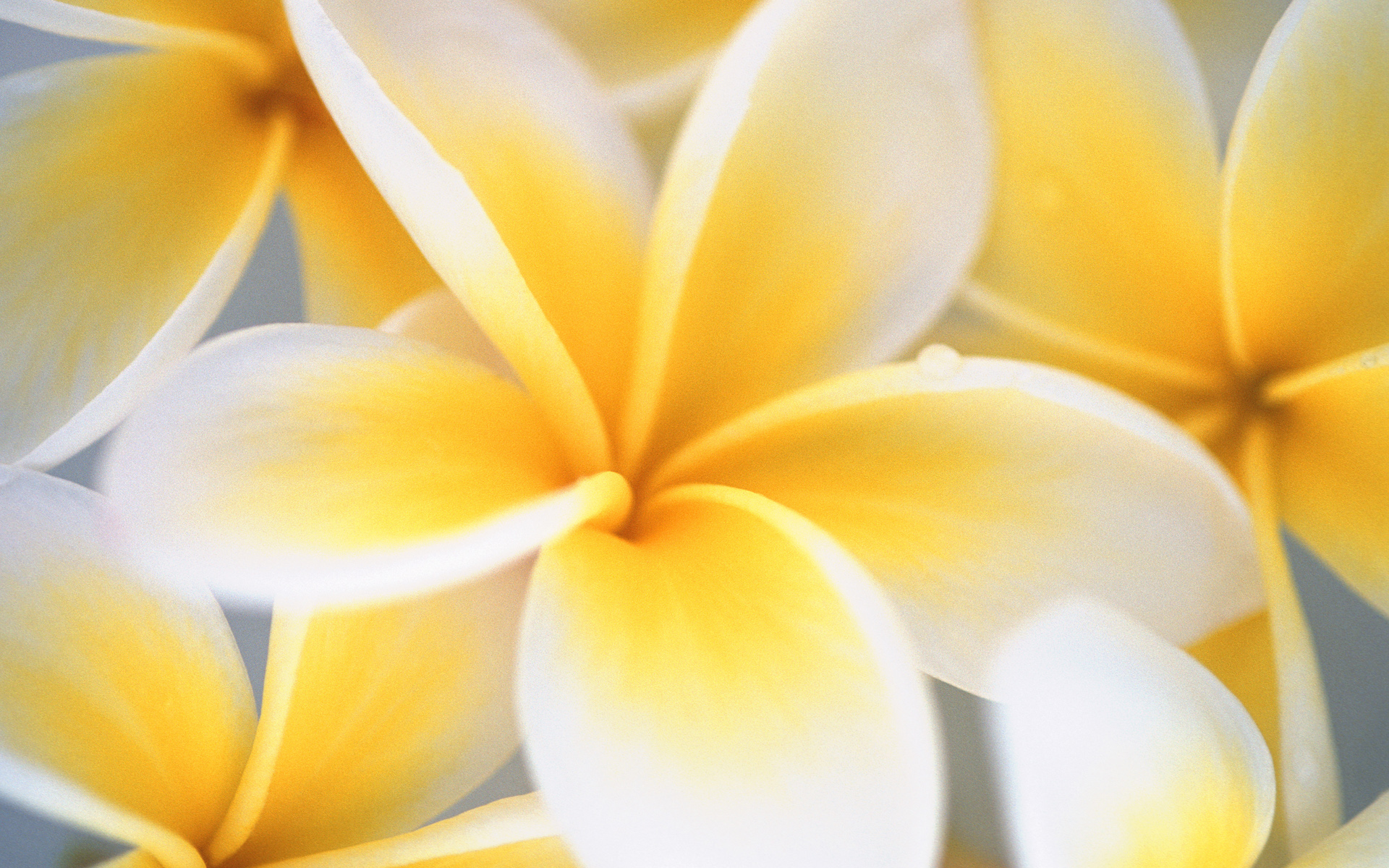 Yellow and White Flowers wallpaper 1920x1200