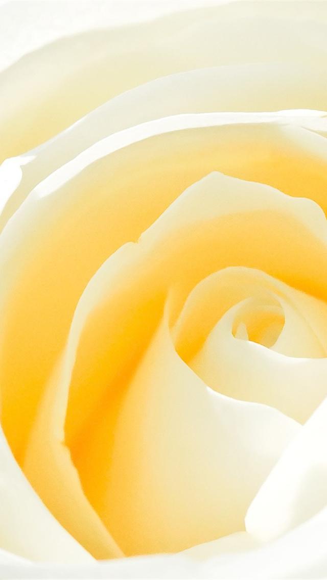 Yellow White Rose iPhone 5 Wallpapers Hd 640x1136 Wallpaper For ...
