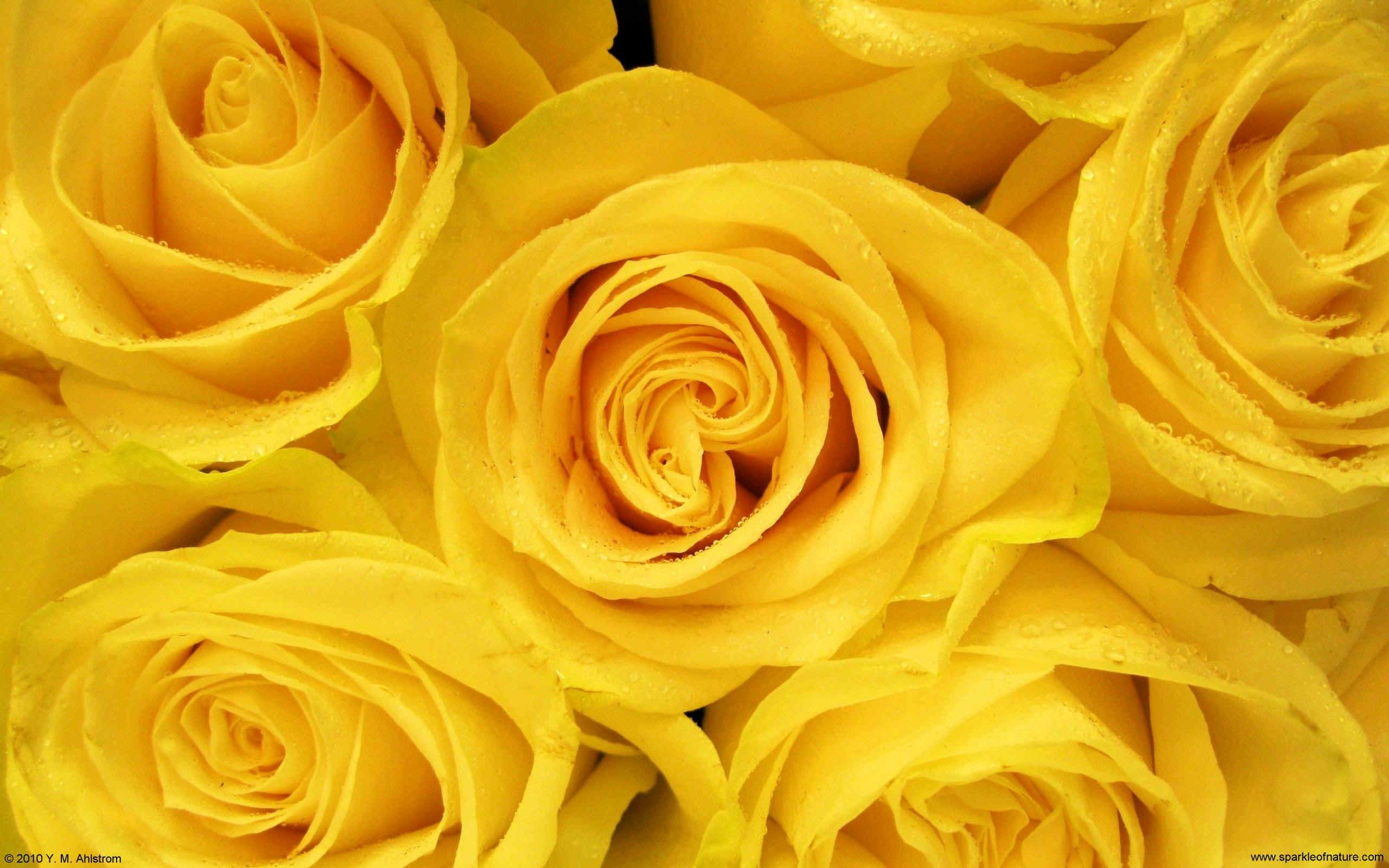 Gallery for - yellow rose background